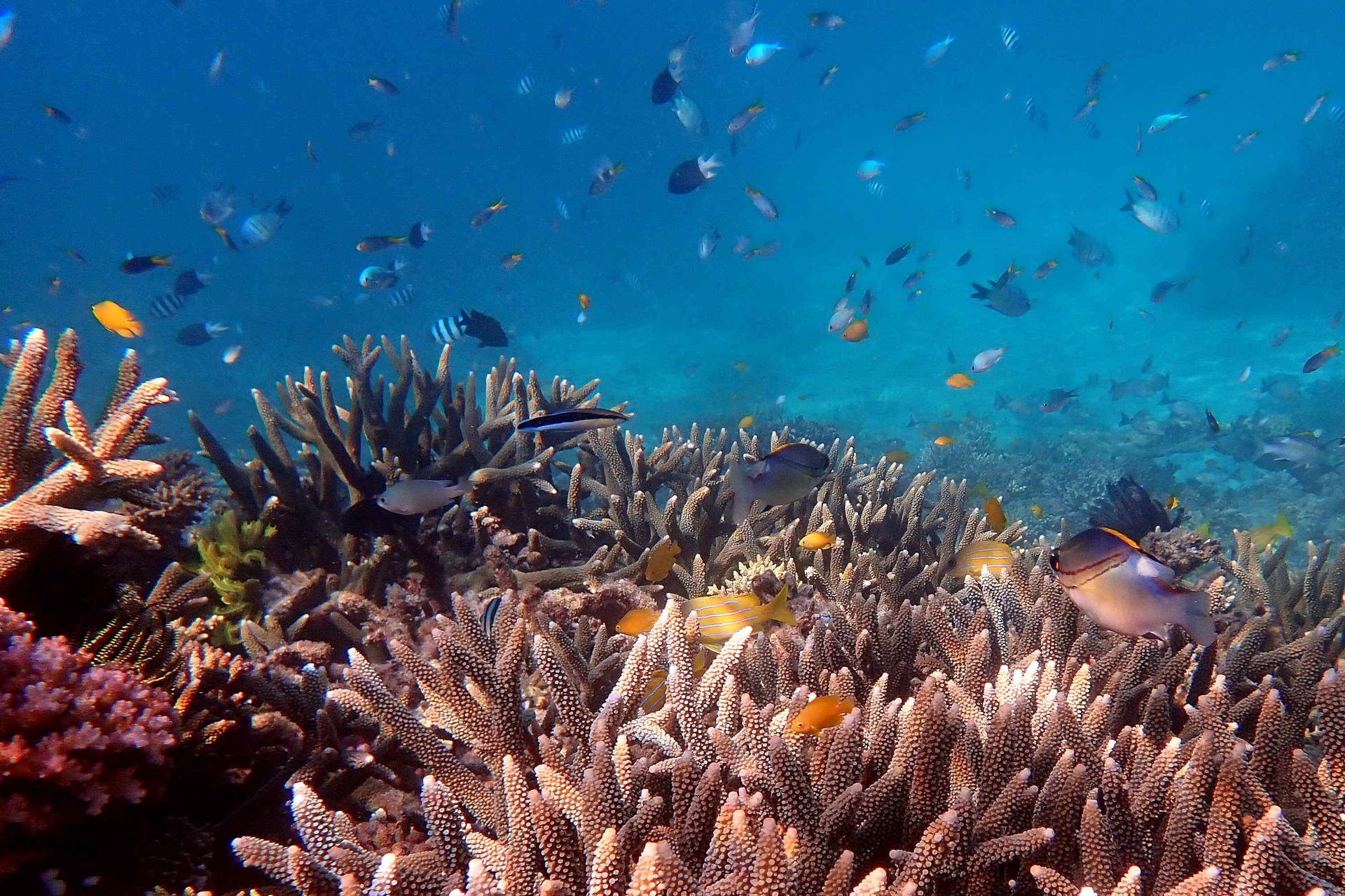 Outer Reef Snorkel and Dunk Island Small Group Tour from Cairns - Thumbnail 2
