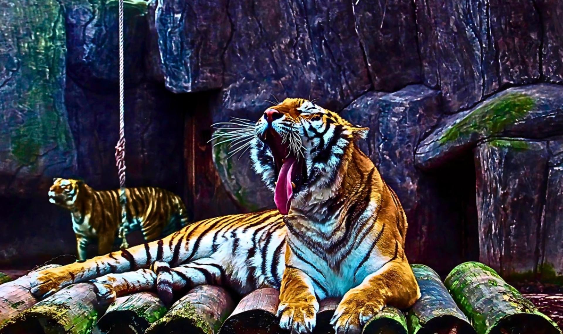 Lion Park Istanbul Zoo Ticket - Thumbnail 6