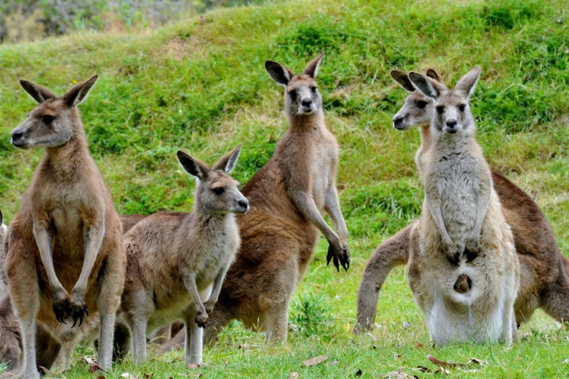 Great Ocean Road Private Car Day Tour from Melbourne - Thumbnail 4