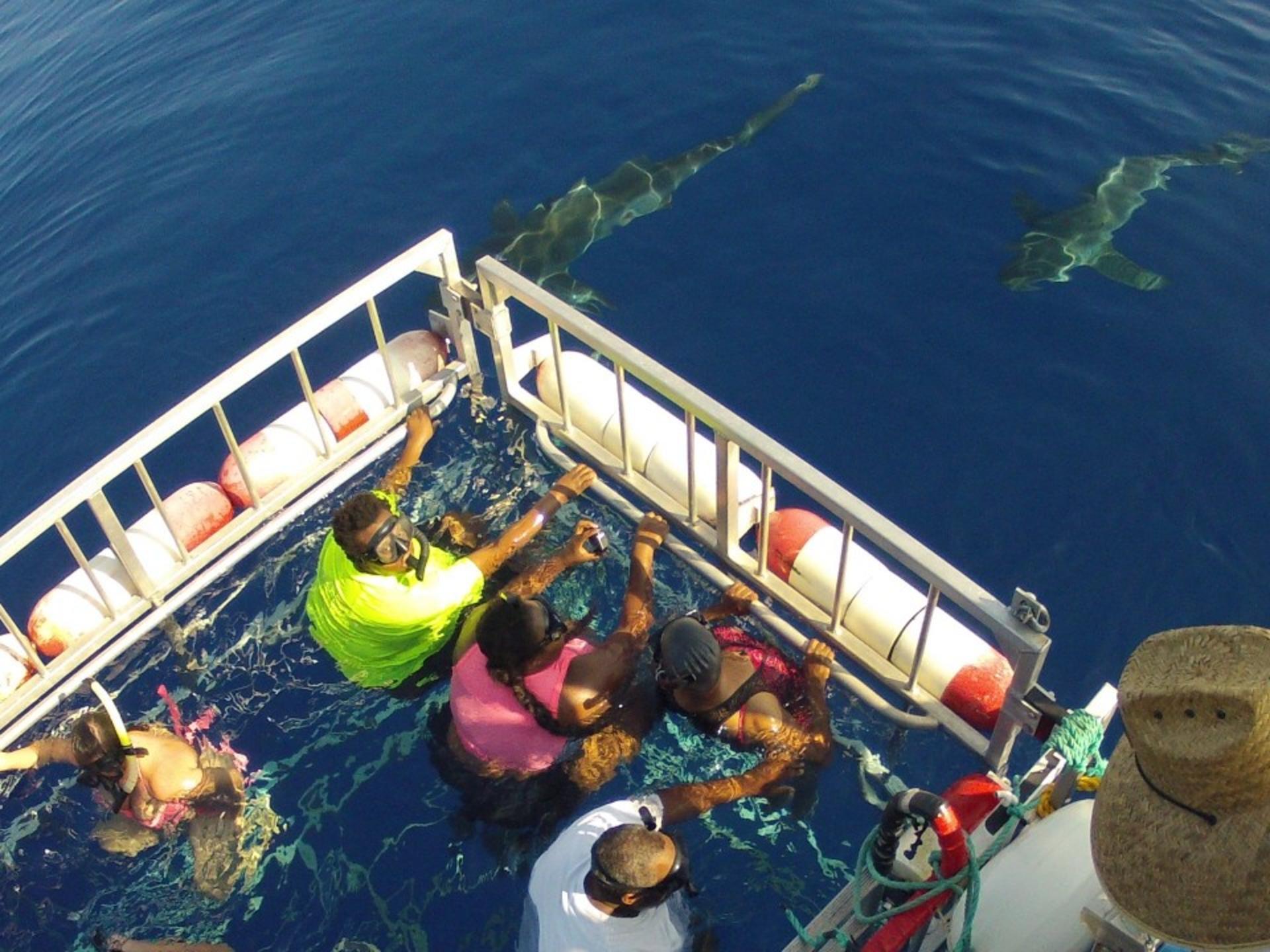 North Shore Shark Cage Diving Adventure in Oahu - Thumbnail 2