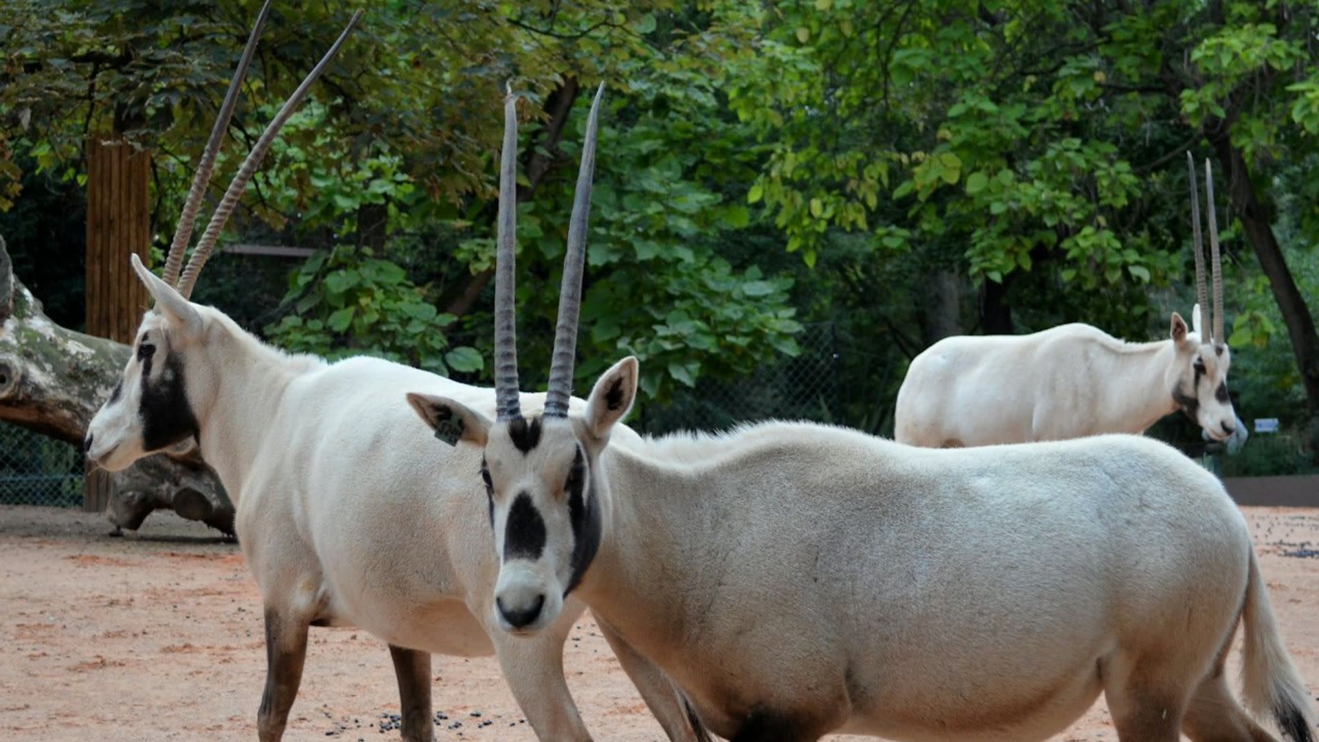 Menagerie, the Jardin des Plantes Zoo ticket in Paris - Thumbnail 4