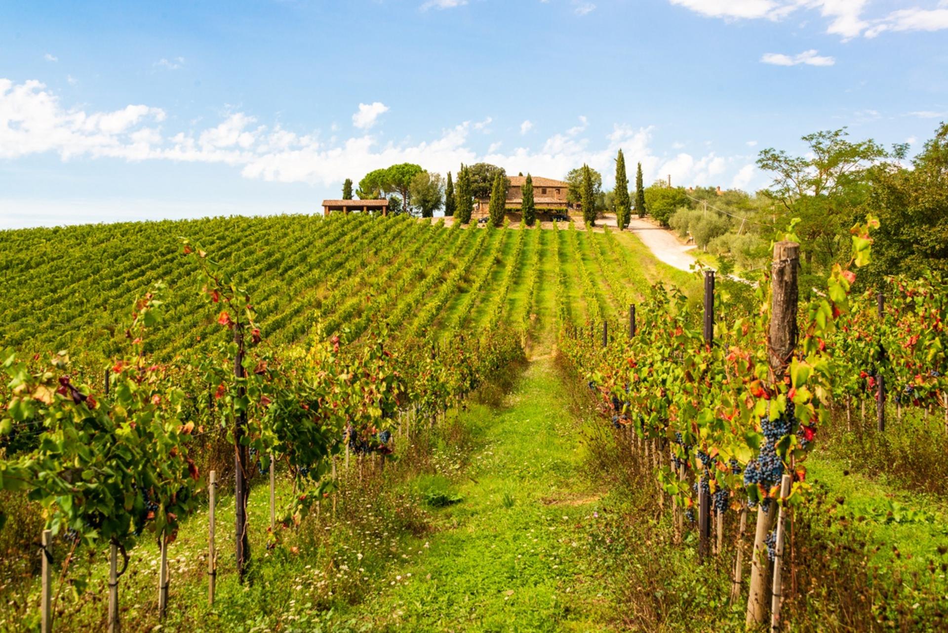 Chianti Delights: Tuscany Wine Private Tour from Florence - Thumbnail 6