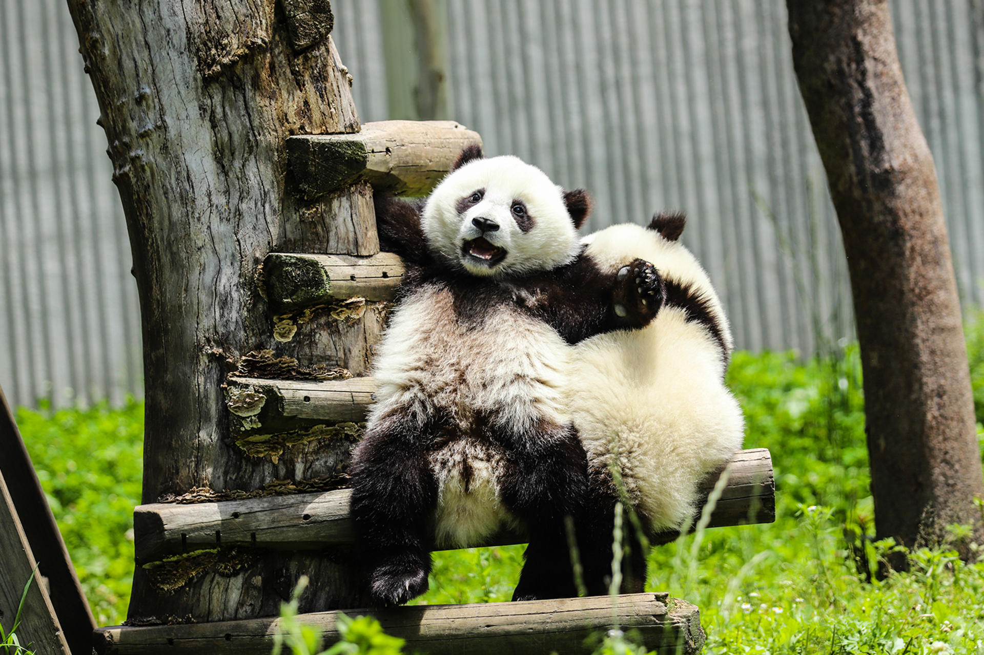 Chengdu Panda Base & Huanglongxi Ancient Town Private Day Tour - Thumbnail 3