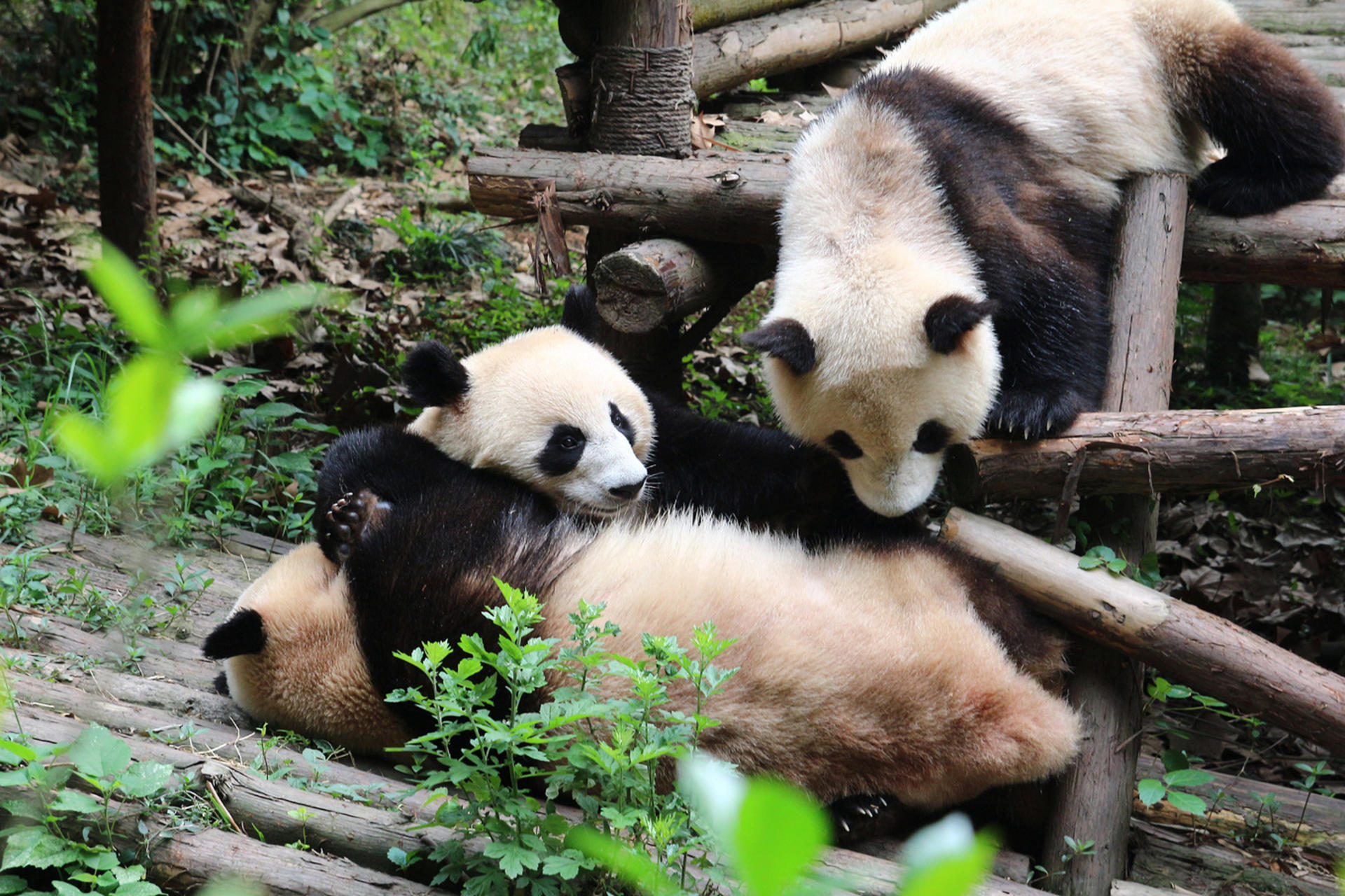 Chengdu Panda Base & Leshan Giant Buddha Day Tour with Guide - Thumbnail 3