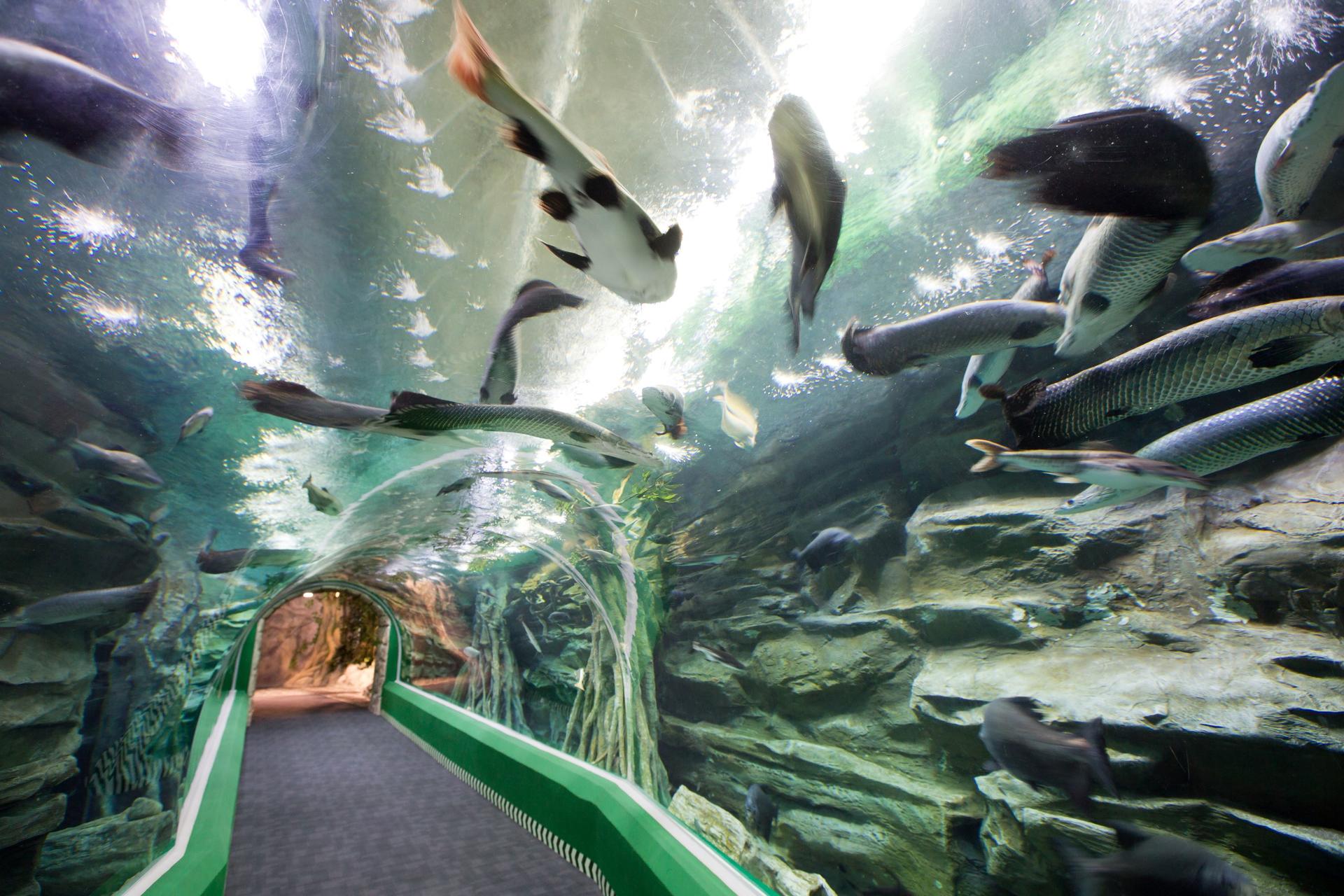 ULTRA LOTTE TOUR (Lotte Duty Free,Lotte World,Seoul Sky,Aquarium) - Thumbnail 49