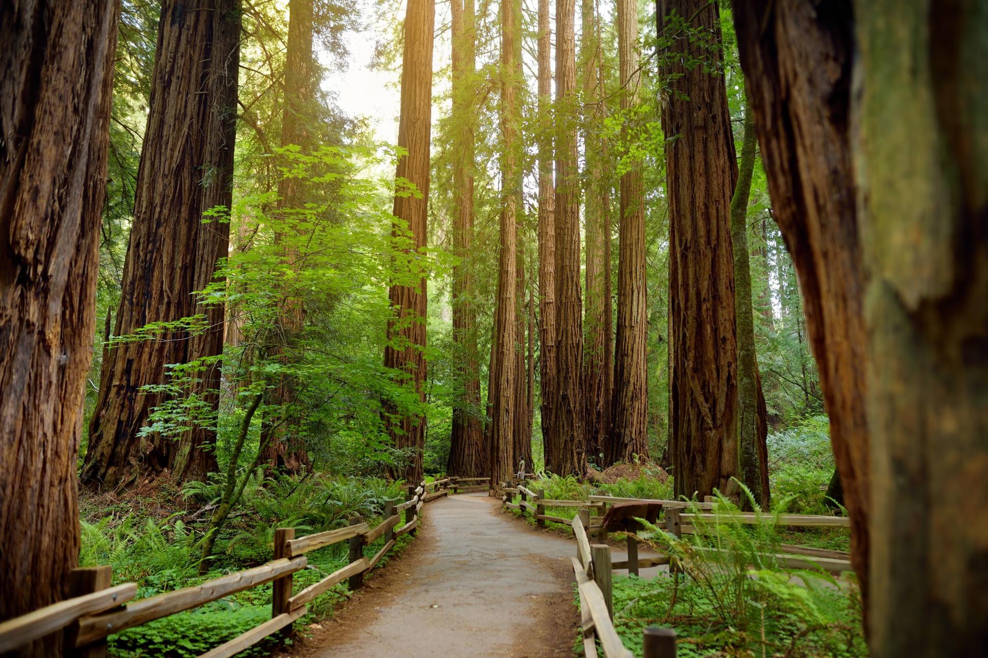 Muir Woods and Sausalito Half Day Tour - Thumbnail 4