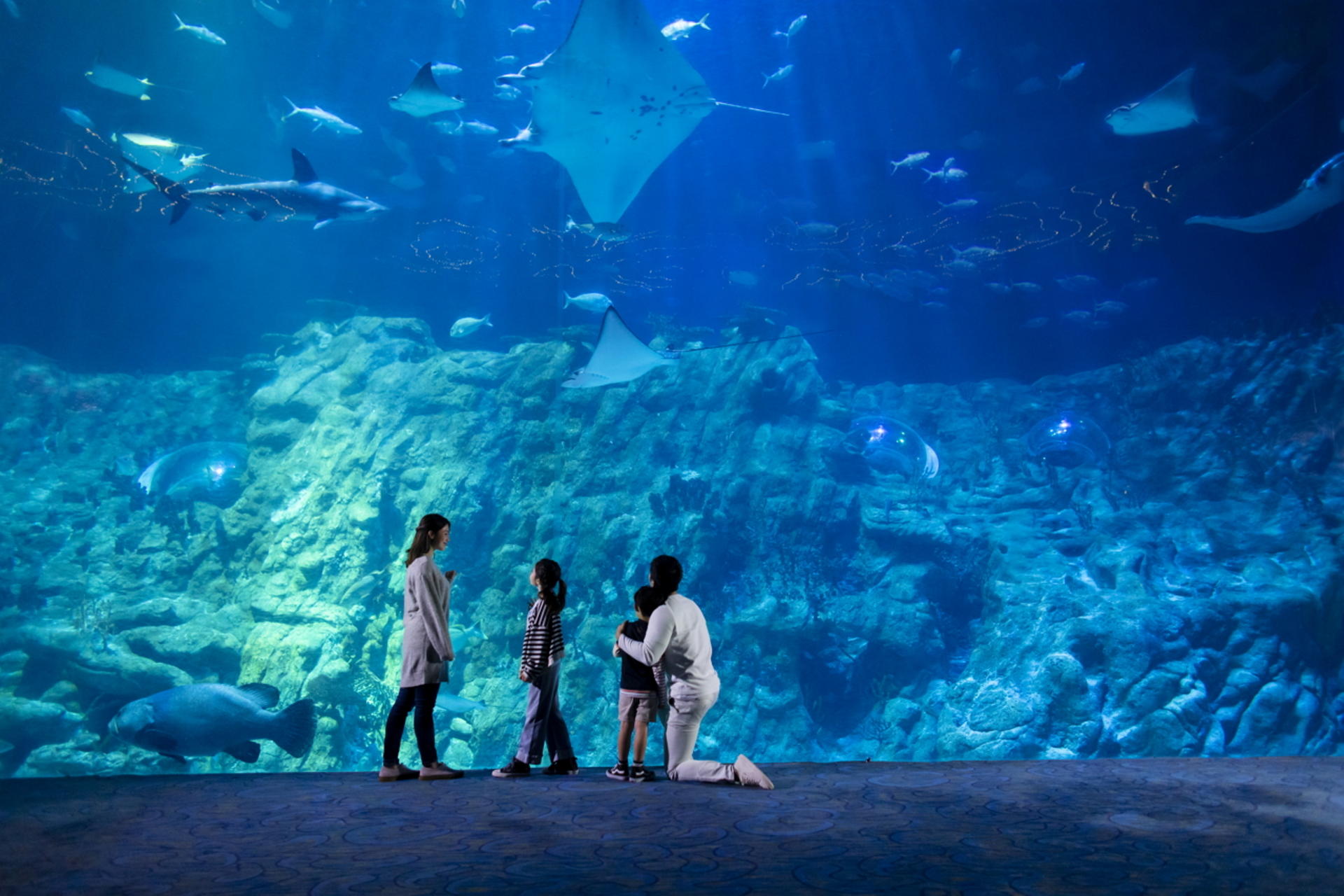 Ocean Park Full-Day Adventure with Transfers & Tickets - Thumbnail 6