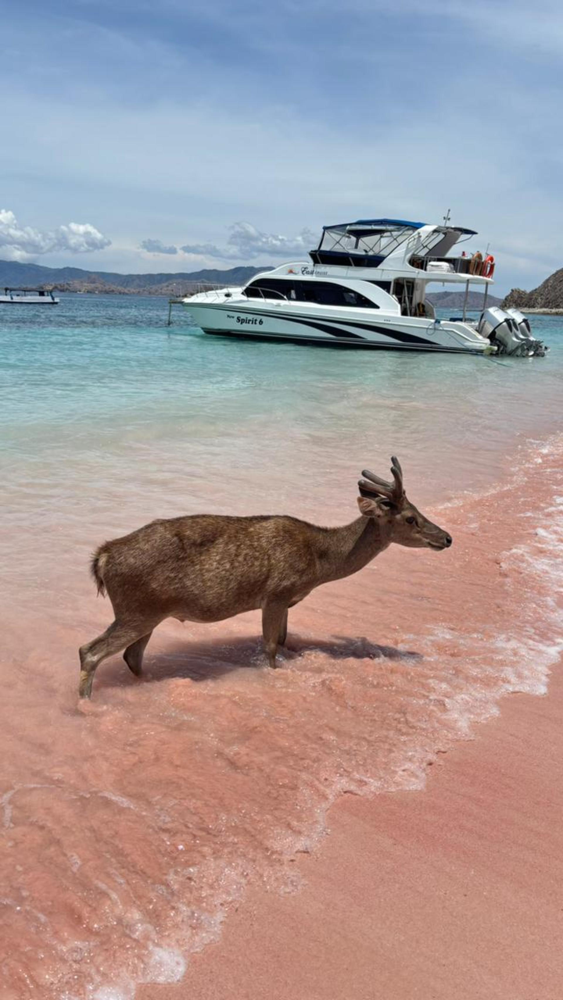 Labuan Bajo Komodo National Park Full-Day National Park Experience - Thumbnail 4