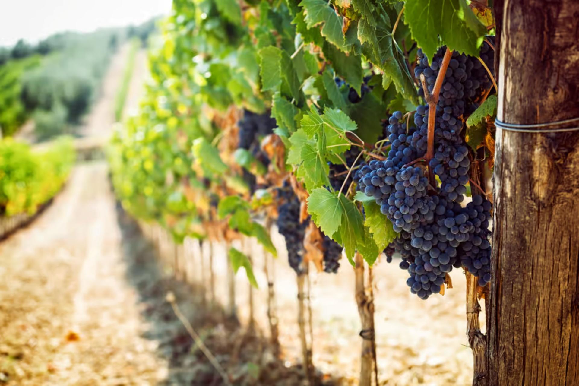 From Verona: Half-Day Valpolicella & Amarone Wine Experience - Thumbnail 2