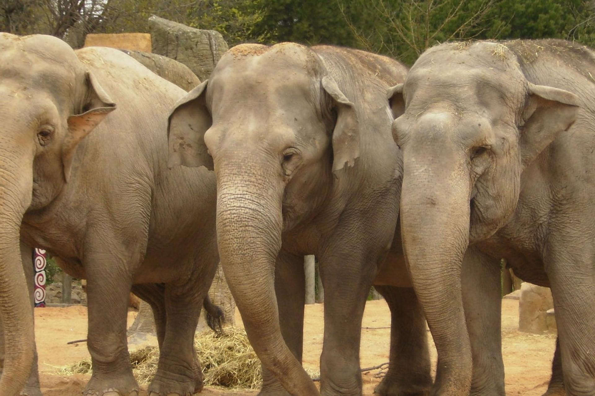 Zoo Aquarium Admission in Madrid - Thumbnail 8