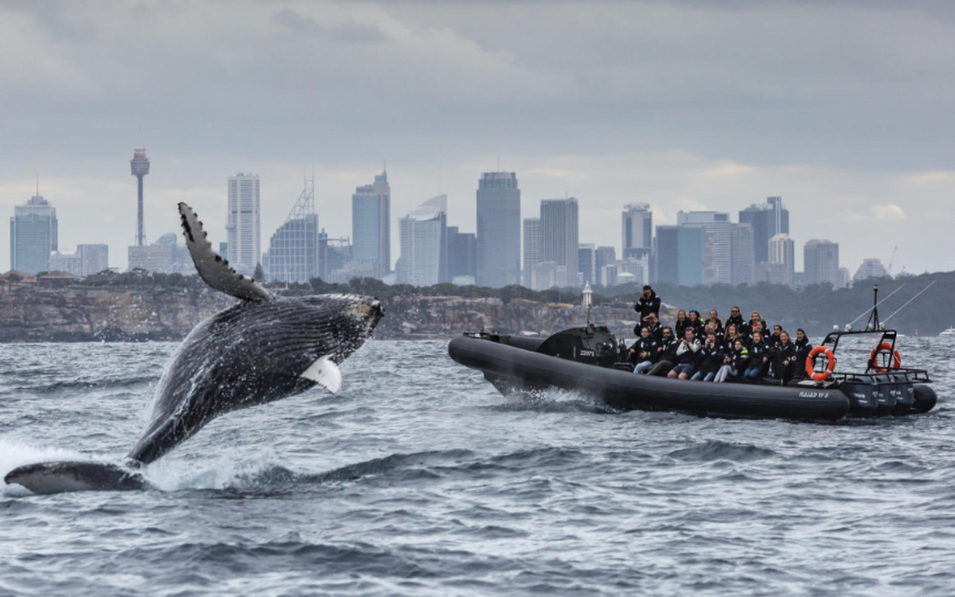 Whale Watching in Circular Quay - Image 1