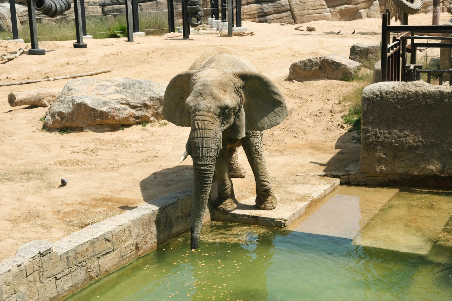 Barcelona Zoo Ticket - Thumbnail 4