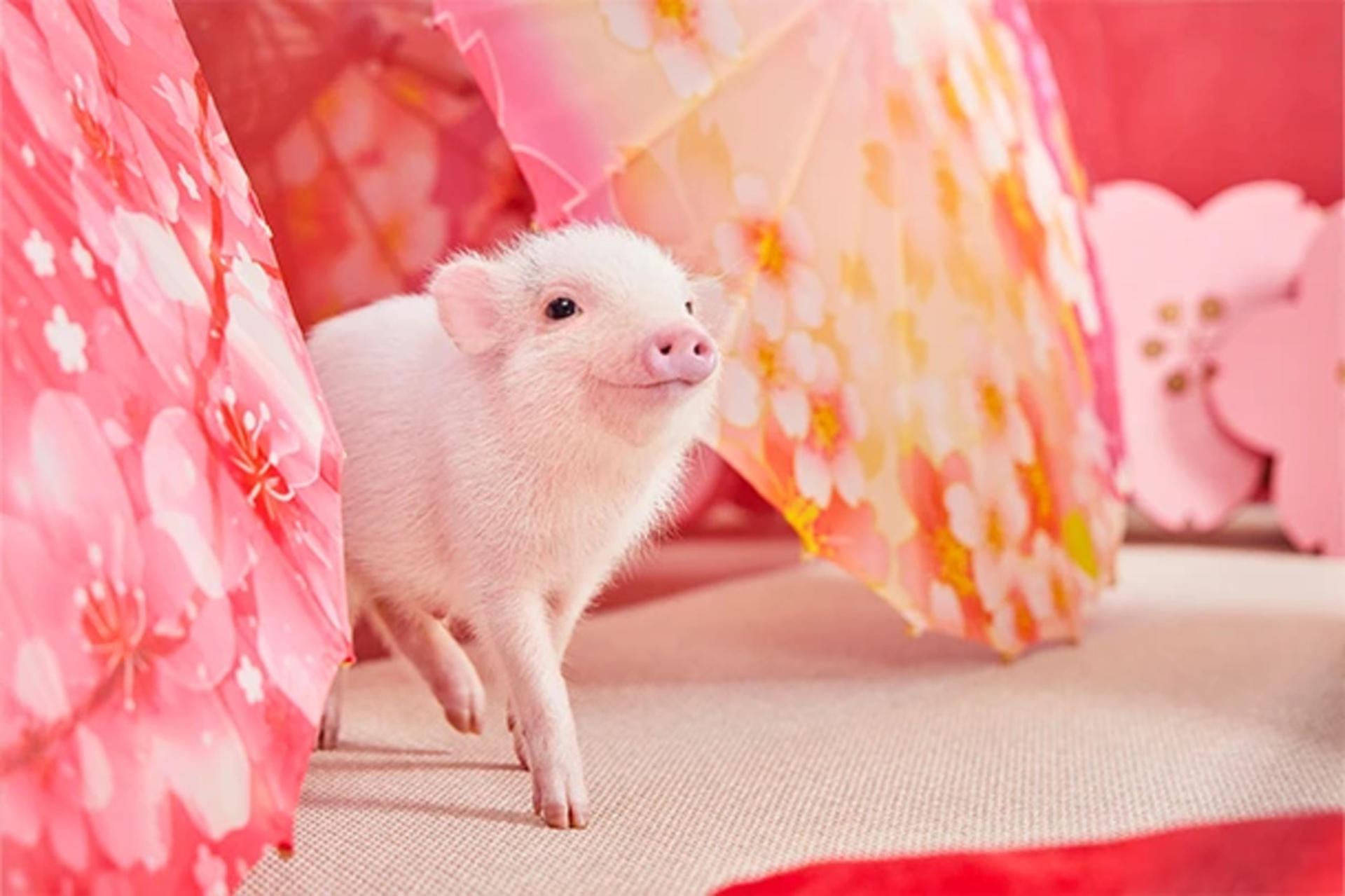 Micro Pig Cafe Experience in Aasakusa - Image 1