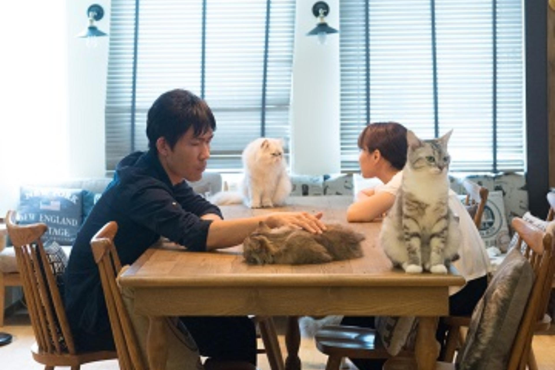 Cat Cafe MOCHA Lounge (Ikebukuro East Exit) - Thumbnail 2