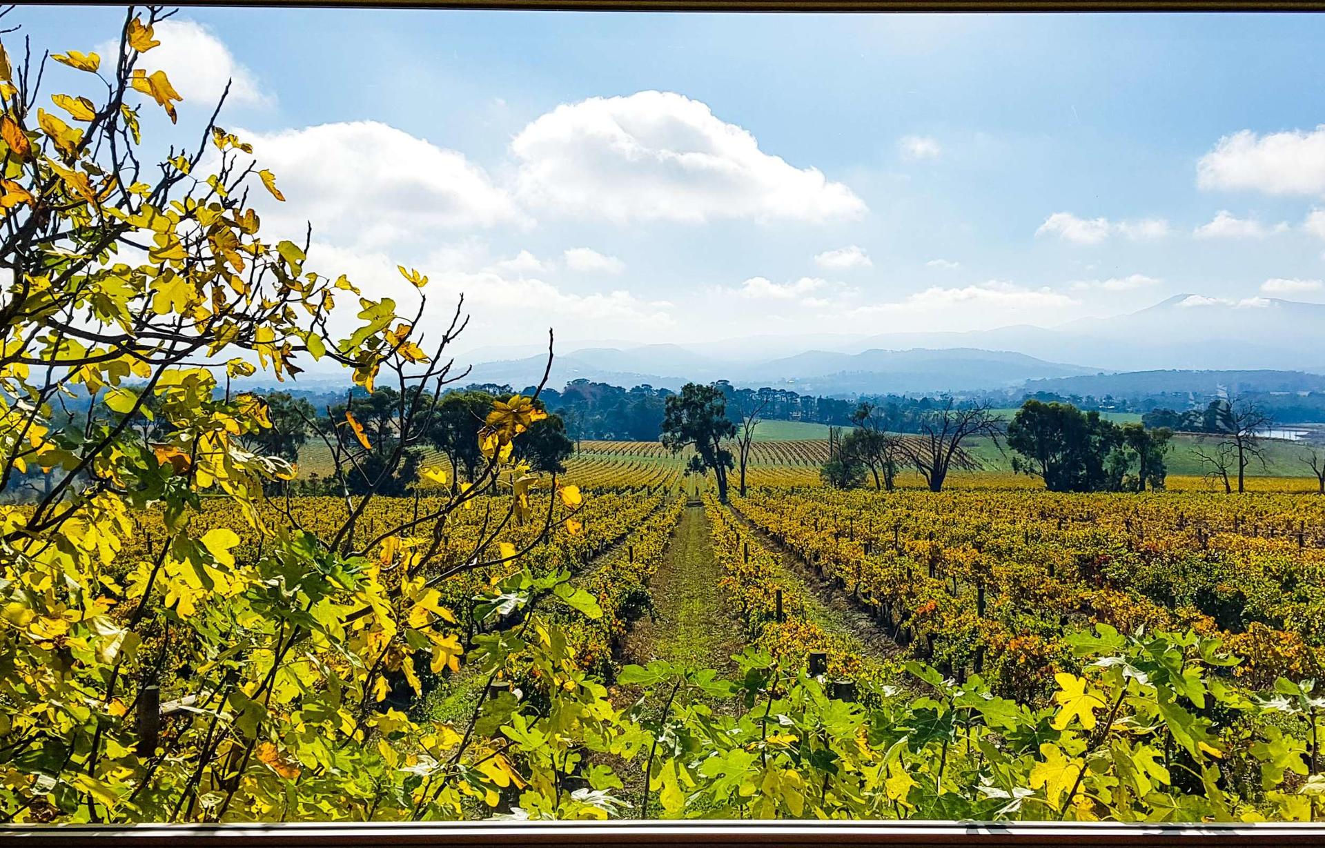 Relaxed Half Day Yarra Valley Wine Tour from Melbourne - Thumbnail 6