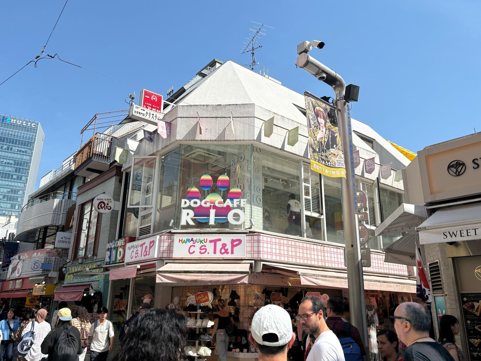 Play with Dogs at Dog Cafe Rio Harajuku[Dog Cafe Rio Harajuku] - Thumbnail 8