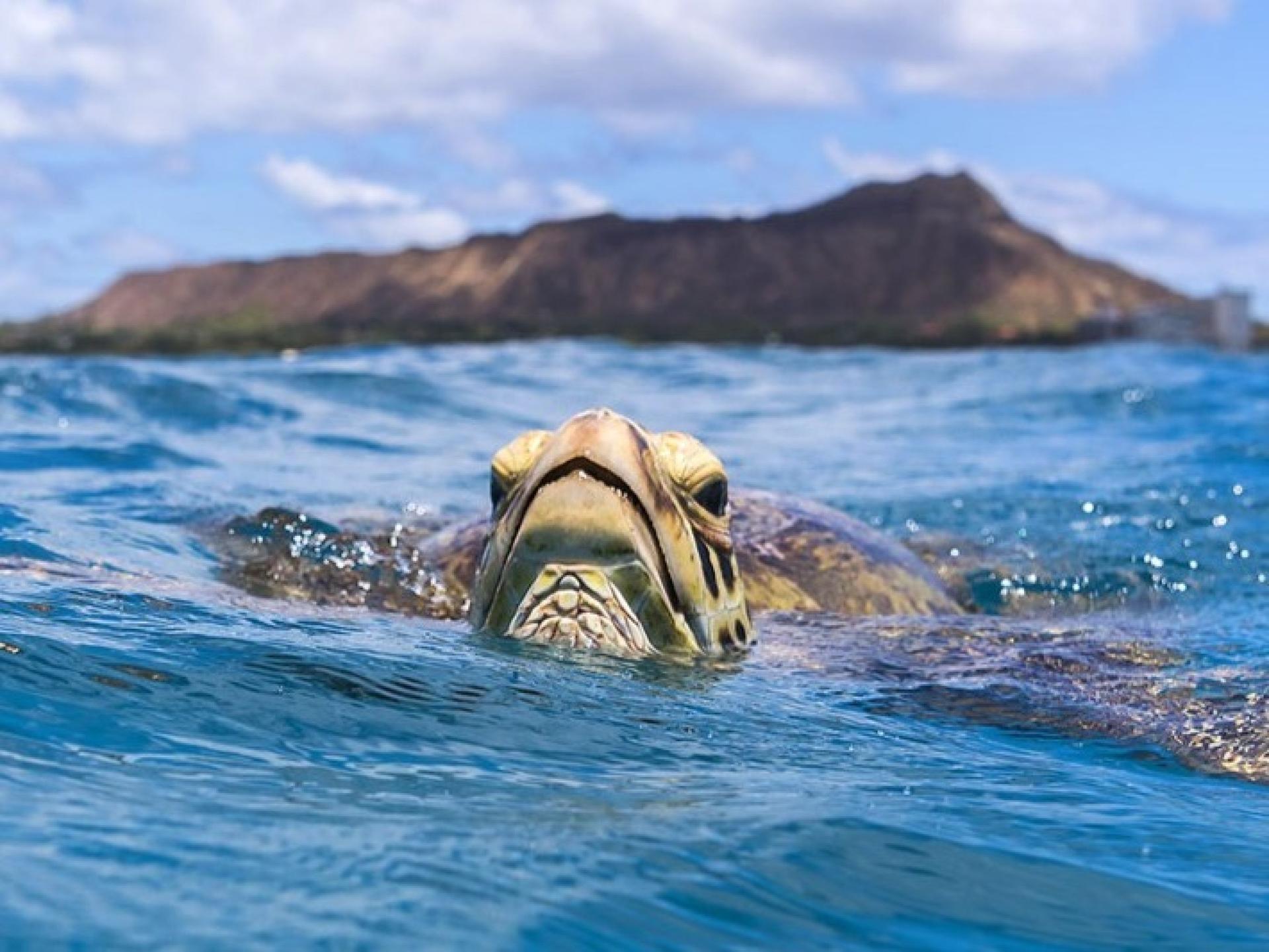 Morning Dolphin and Snorkel Excursion From Waianae Harbor - Thumbnail 6