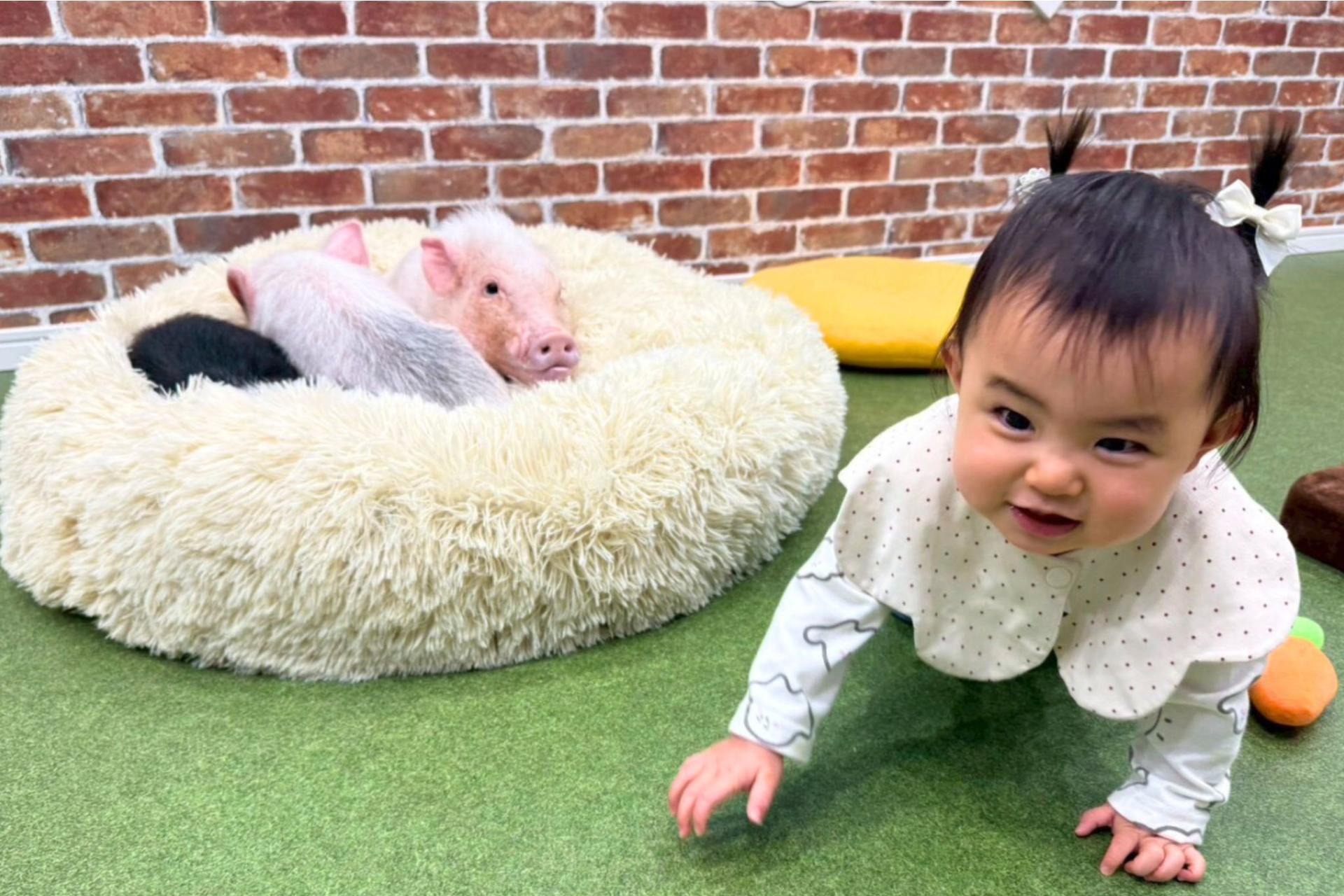 Micro Pig Cafe Experience in Osaka – Meet & Play at Buta Goya - Thumbnail 5