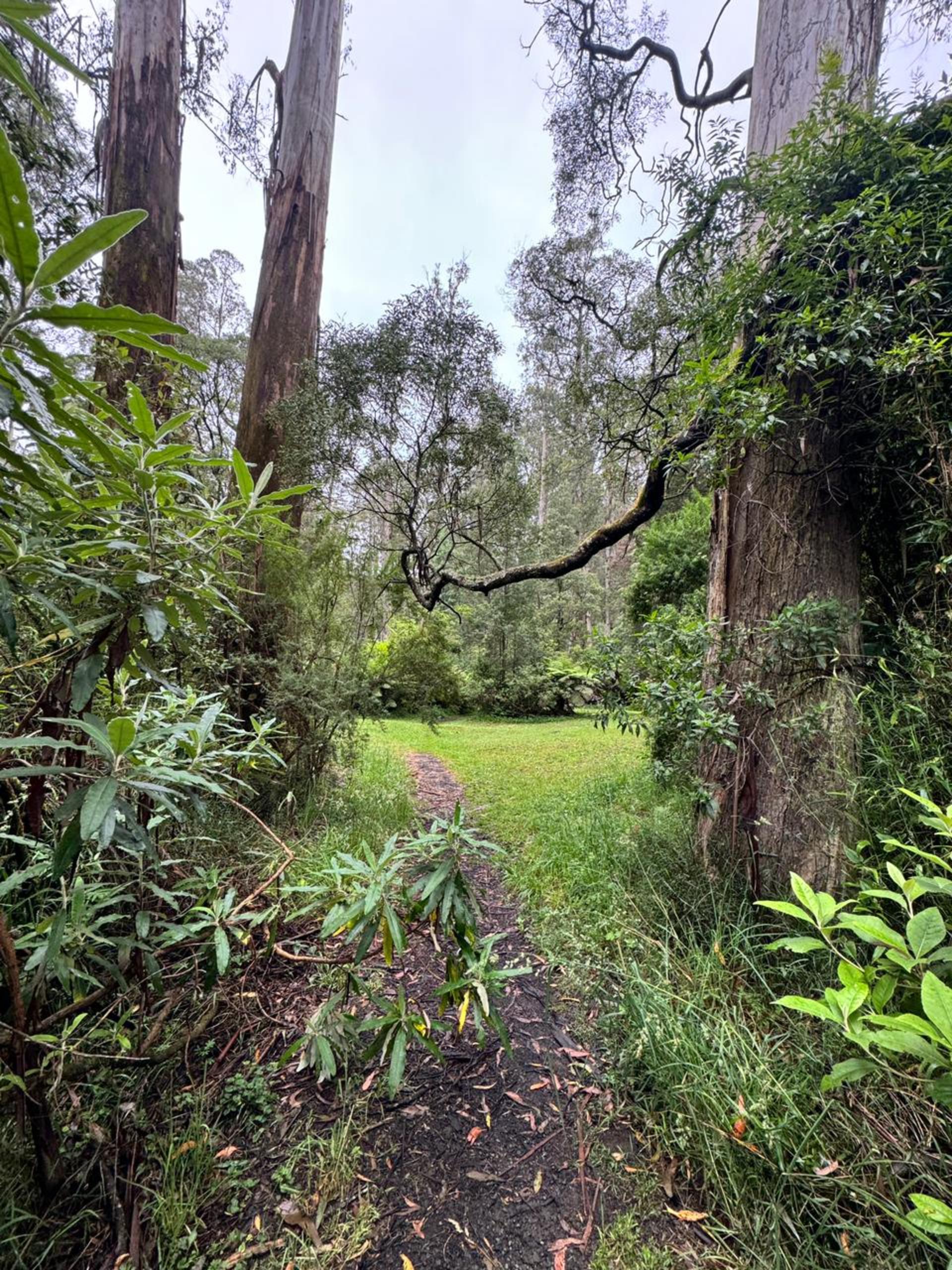 Melbourne Puffing Billy & Healesville Sanctuary Private Tour - Thumbnail 25