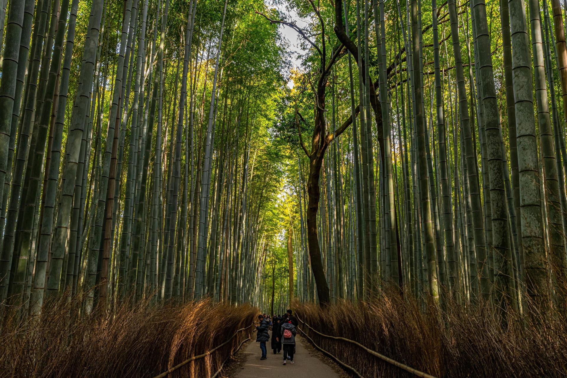 Kyoto: Nijo, Bamboo Grove, Golden Pavilion & Fushimi Inari Bus Tour - Thumbnail 2