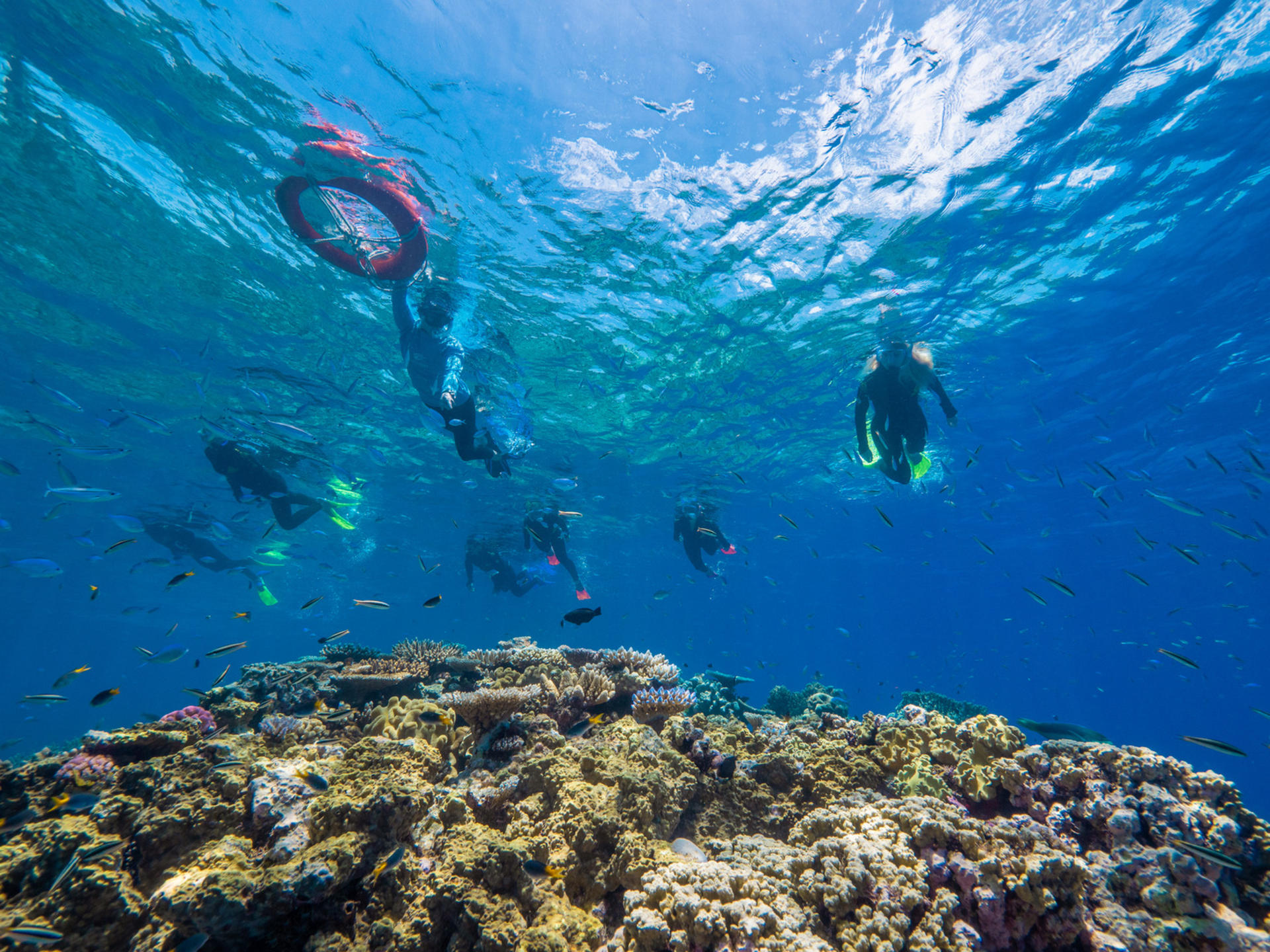 Cairns Great Barrier Reef Snorkel Experience - Thumbnail 6