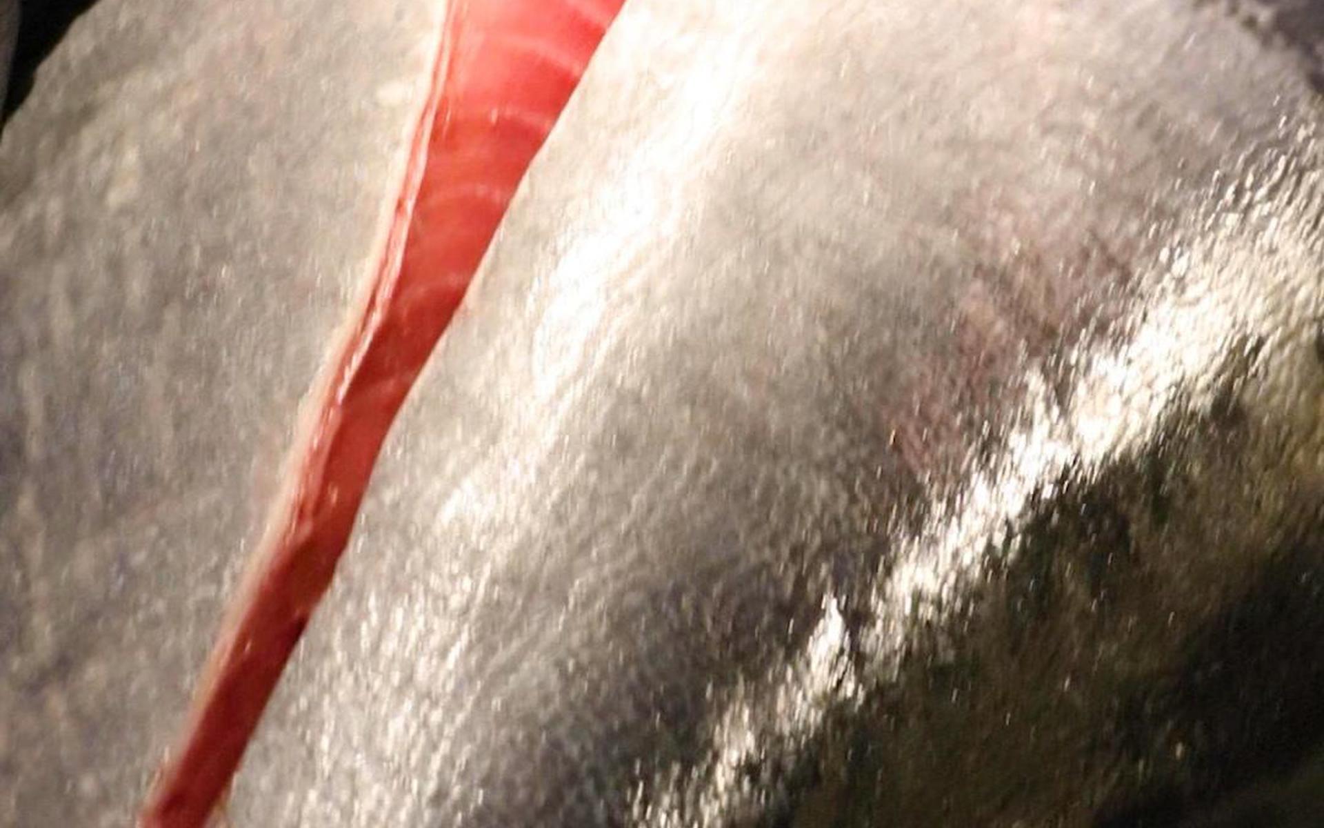 Tokyo: Tuna Cutting Show with Unlimited Sushi & Drinks - Thumbnail 66