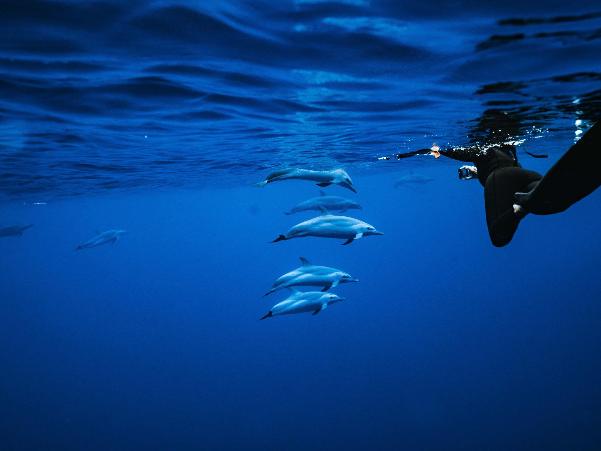 Zodiac Dolphin Swim and Snorkel in Oahu - Image 1