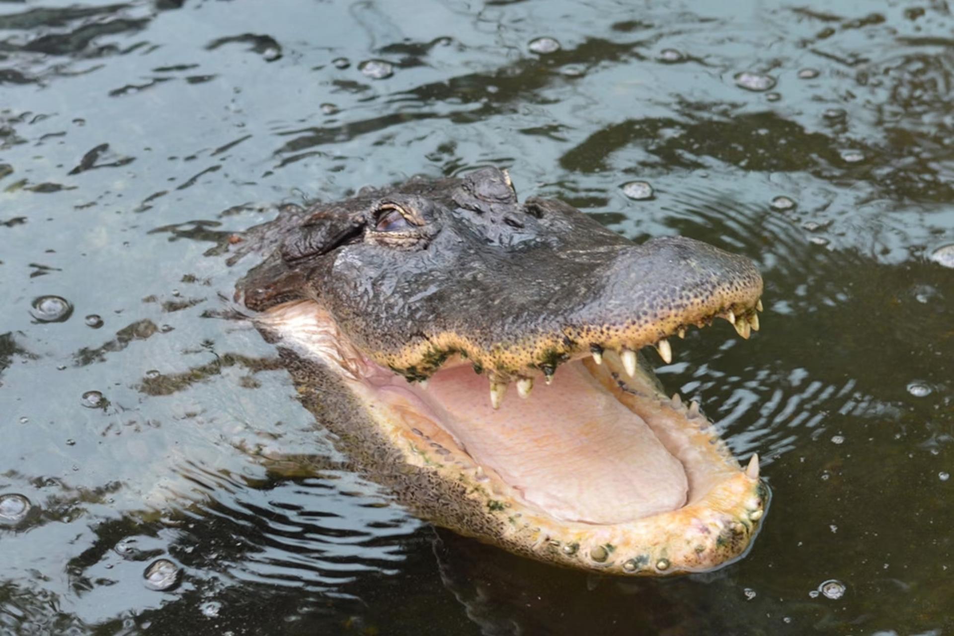 Crocodile Park ticket in Torremolinos - Image 1