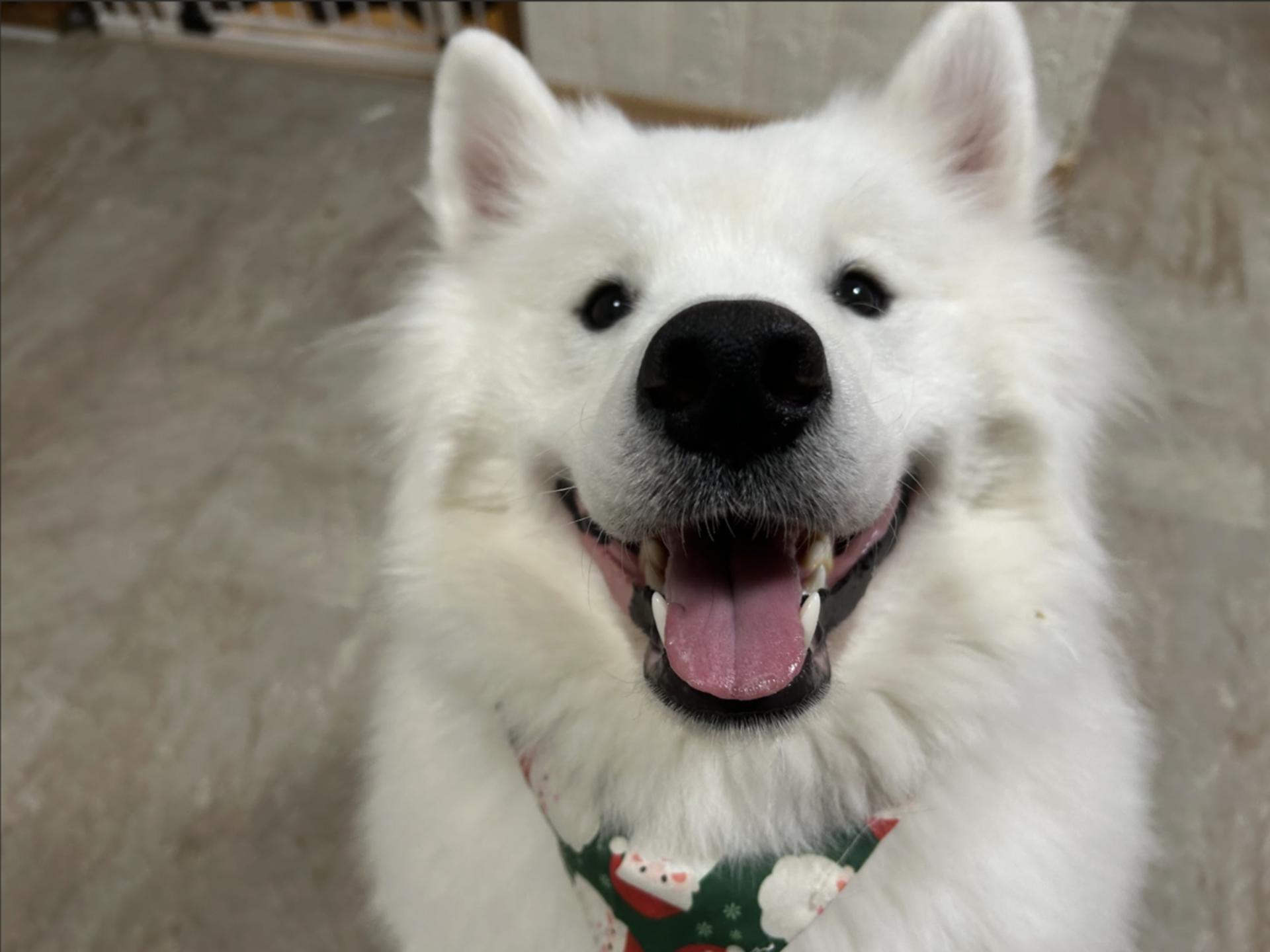 Large Dog interaction experience in Tokyo【Hotto Hito Inu】 - Thumbnail 4