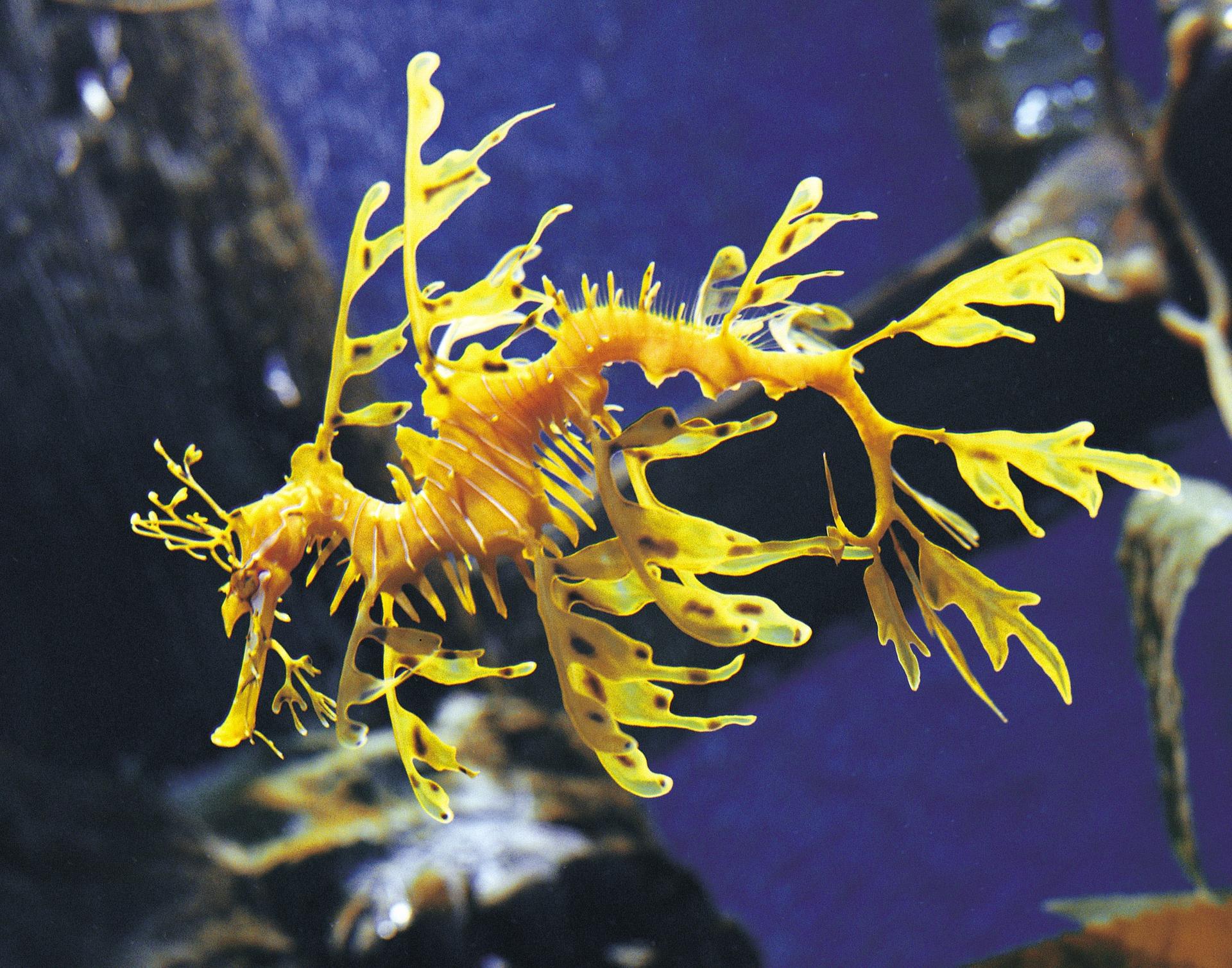 SEA LIFE Melbourne Aquarium Ticket - Thumbnail 11