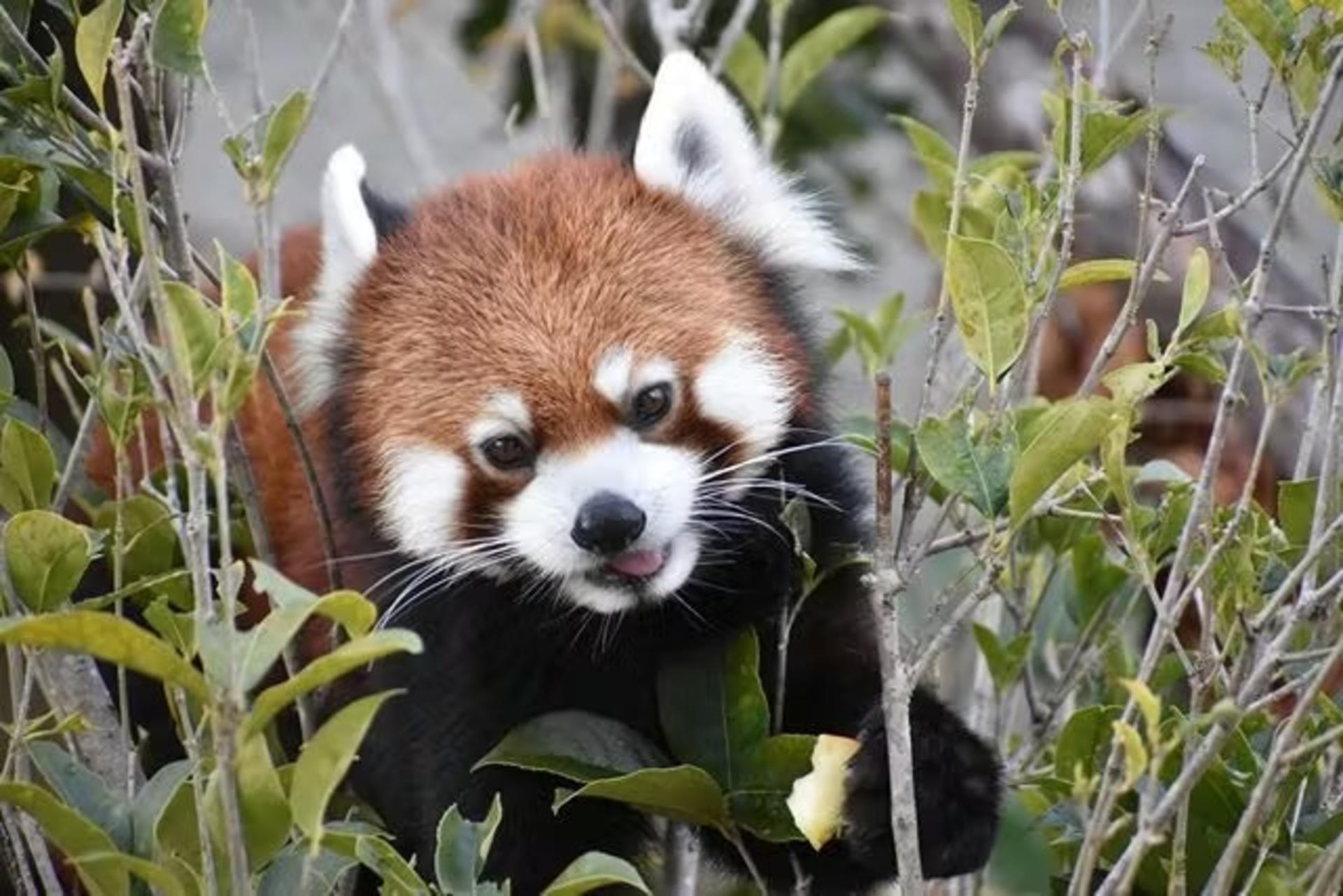 Nagoya-City Higashiyama Zoo and Botanical Gardens - Thumbnail 3