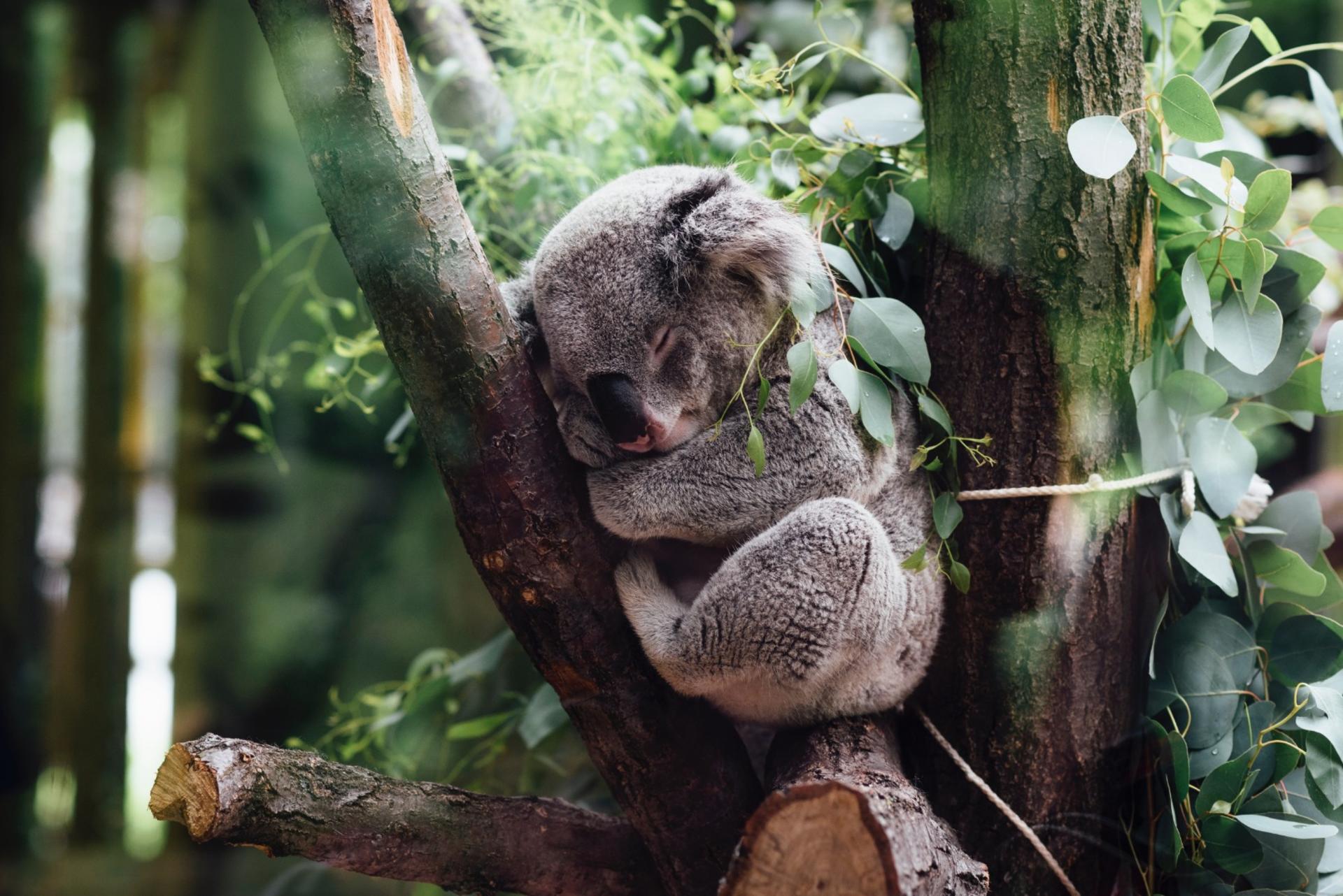 Sydney Attraction Pass - Thumbnail 8