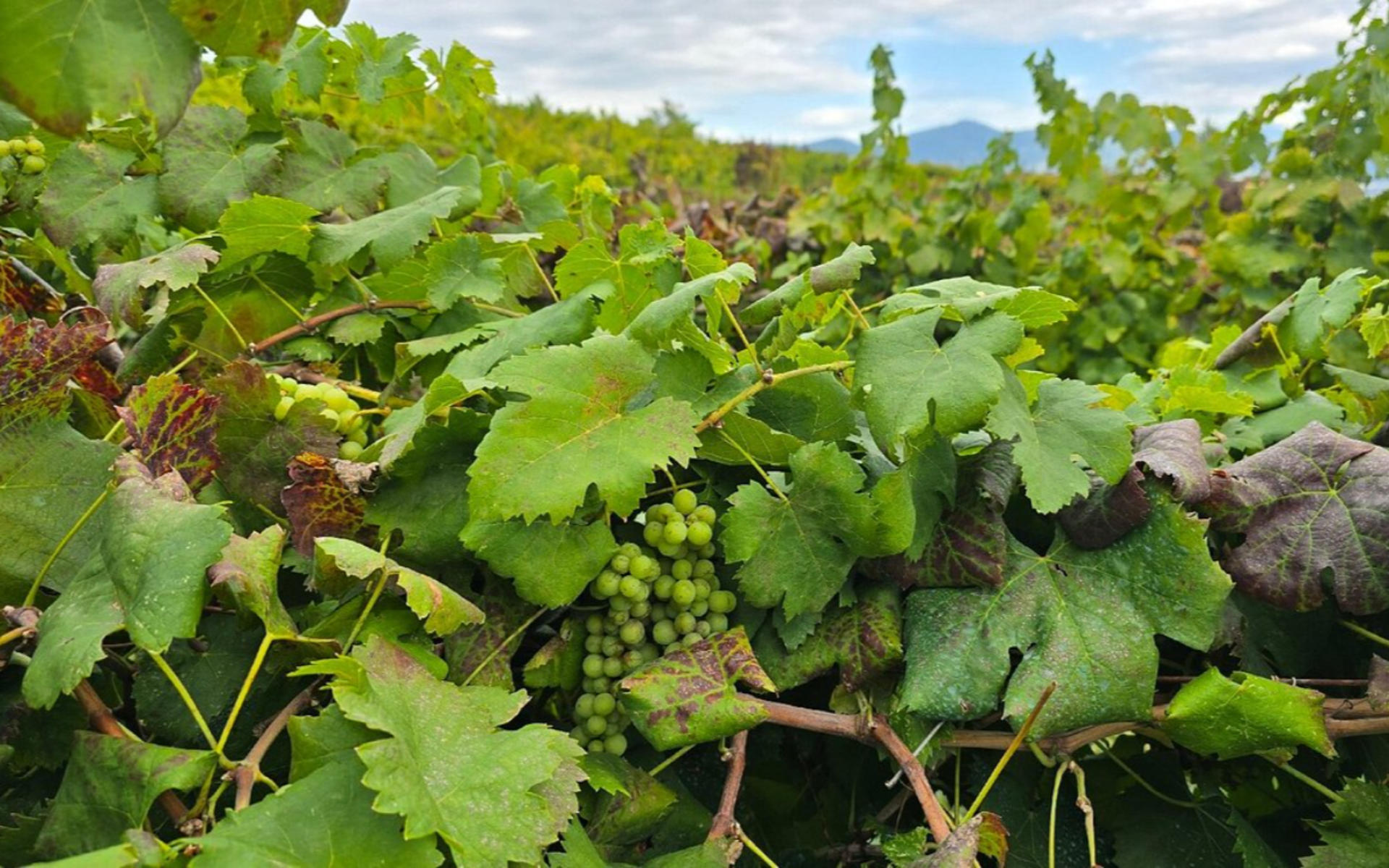 Chablis Day Trip From Paris with Wine Tasting & Lunch - Thumbnail 5