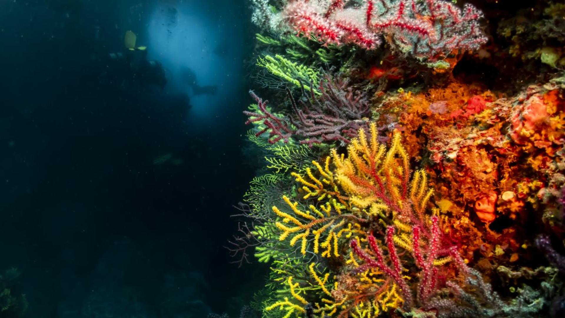 Catalonia Dive Reawakening: Scuba Refresher with PADI 5* Dive Center - Thumbnail 4