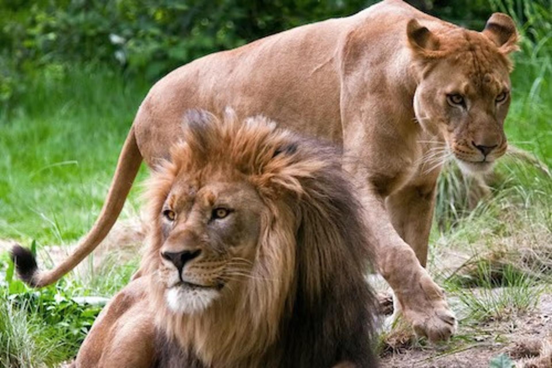Bronx Zoo Ticket in New York - Image 1