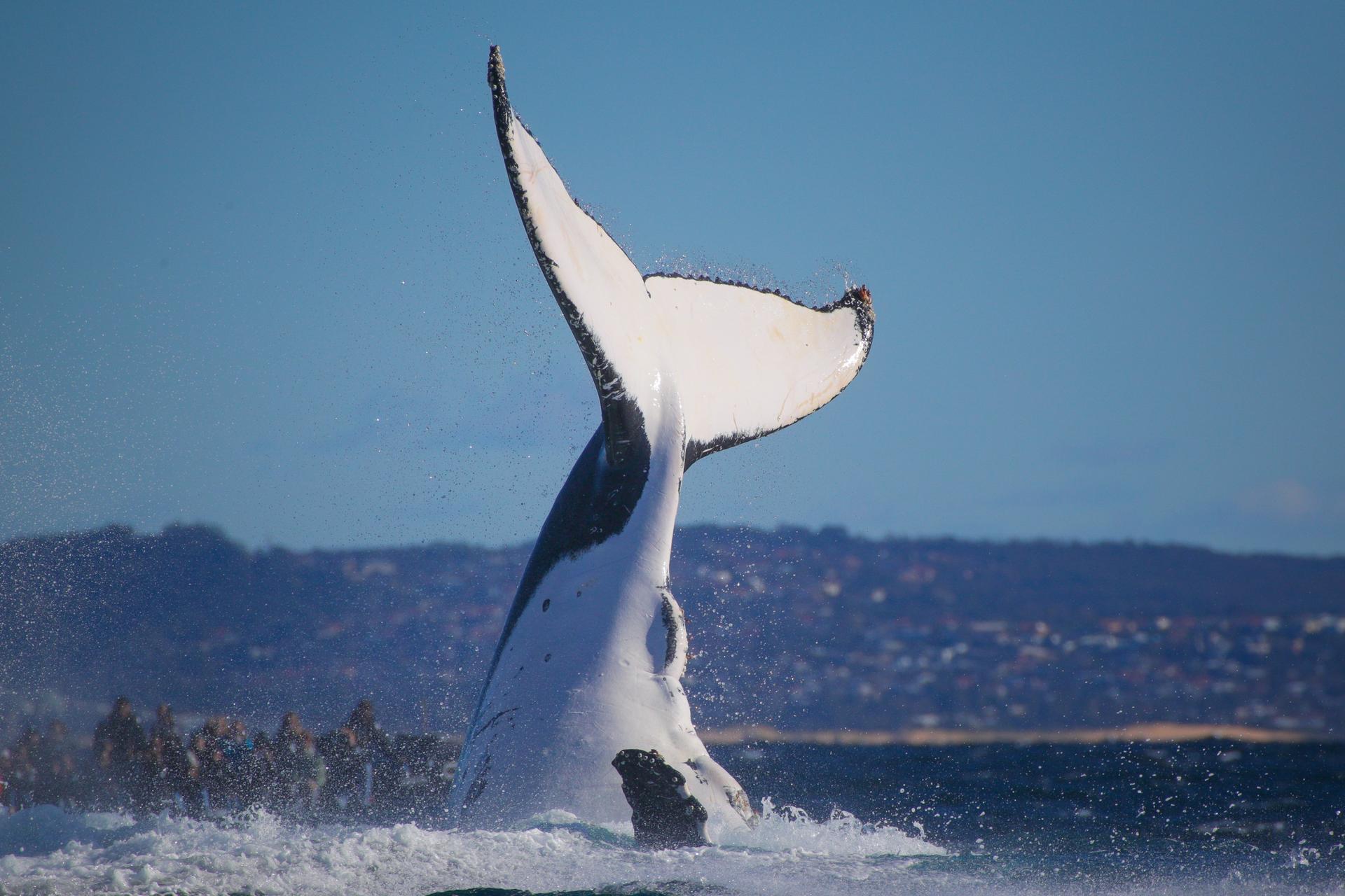 2.5-Hour Whale Watching Discovery Cruise on Sydney Harbour - Thumbnail 7