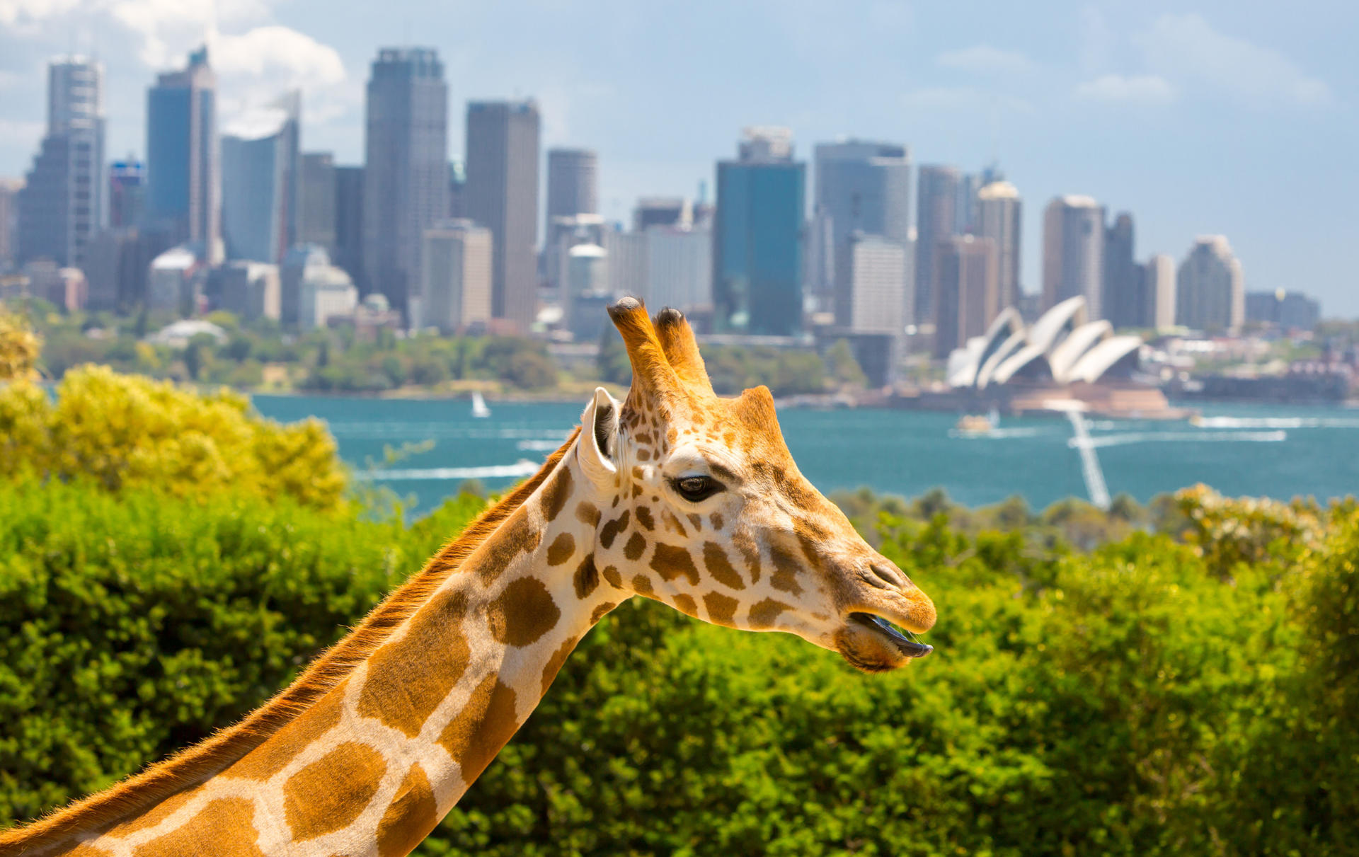 Taronga Zoo Ferry and Entry Tickets - Image 1