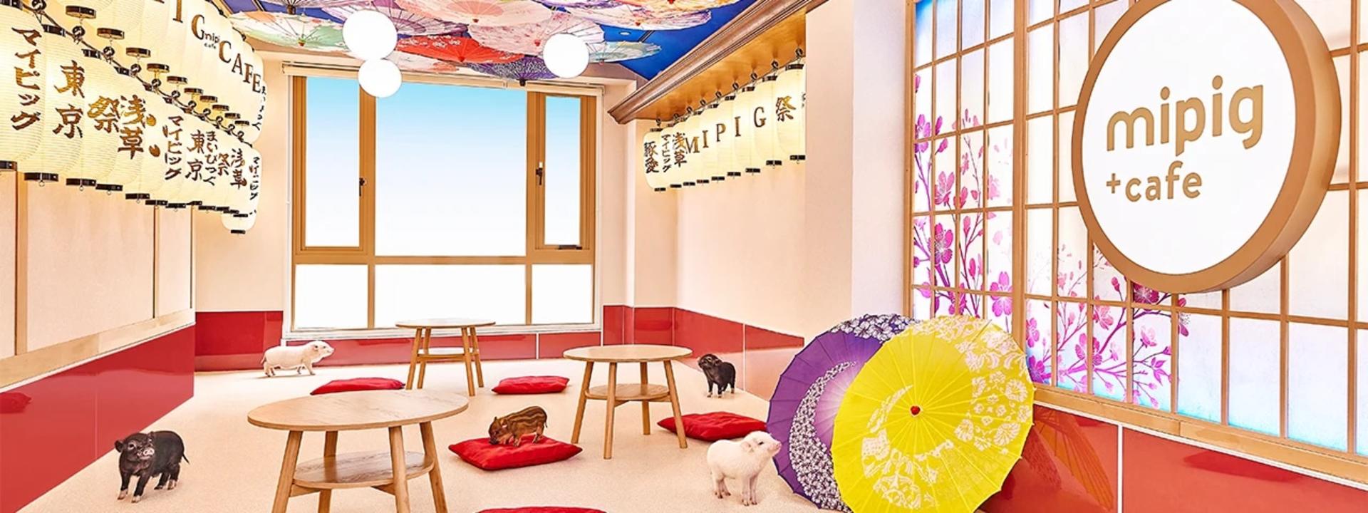 Micro Pig Cafe Experience in Aasakusa - Thumbnail 6