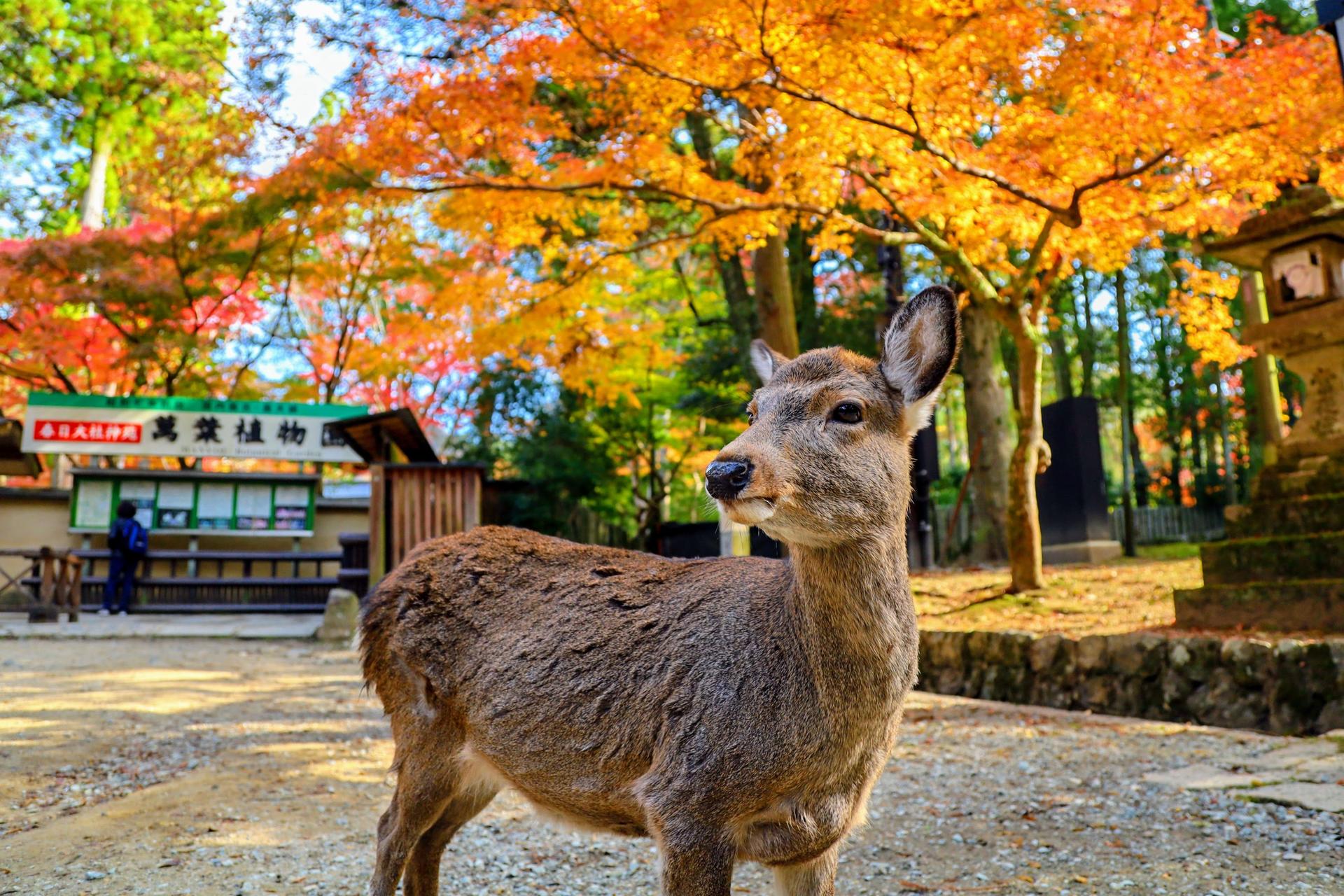 Nara & Kyoto Guided Bus Tour by Professional guide - Image 1