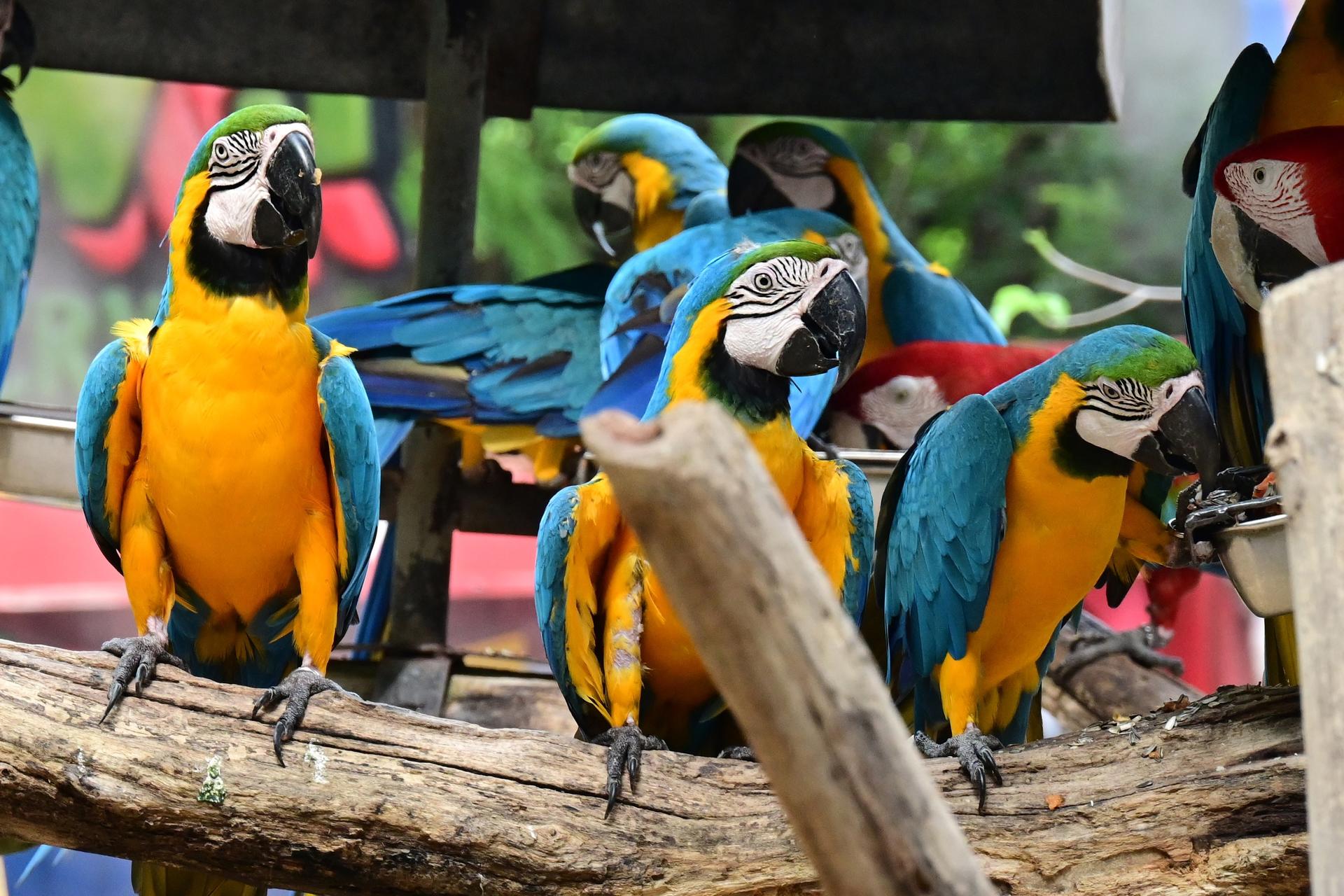Private Bangkok Safari World Day Tour with Jodd Fairs (Ratchada) - Image 1