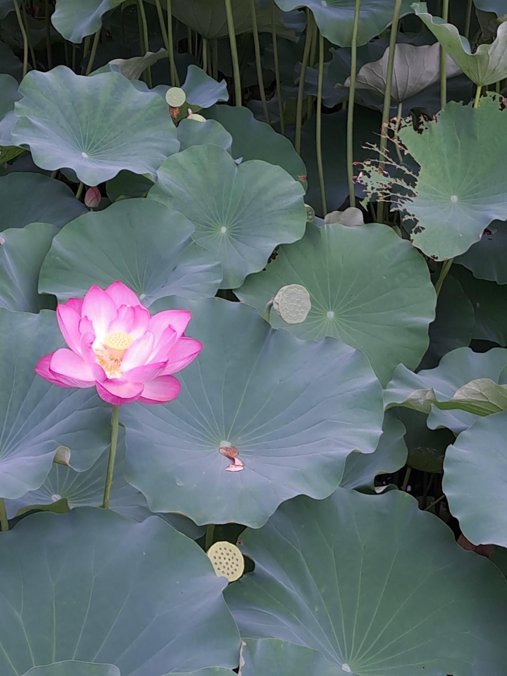 From Asakusa: Old Tokyo, Temples, Gardens and Pop Culture - Thumbnail 10