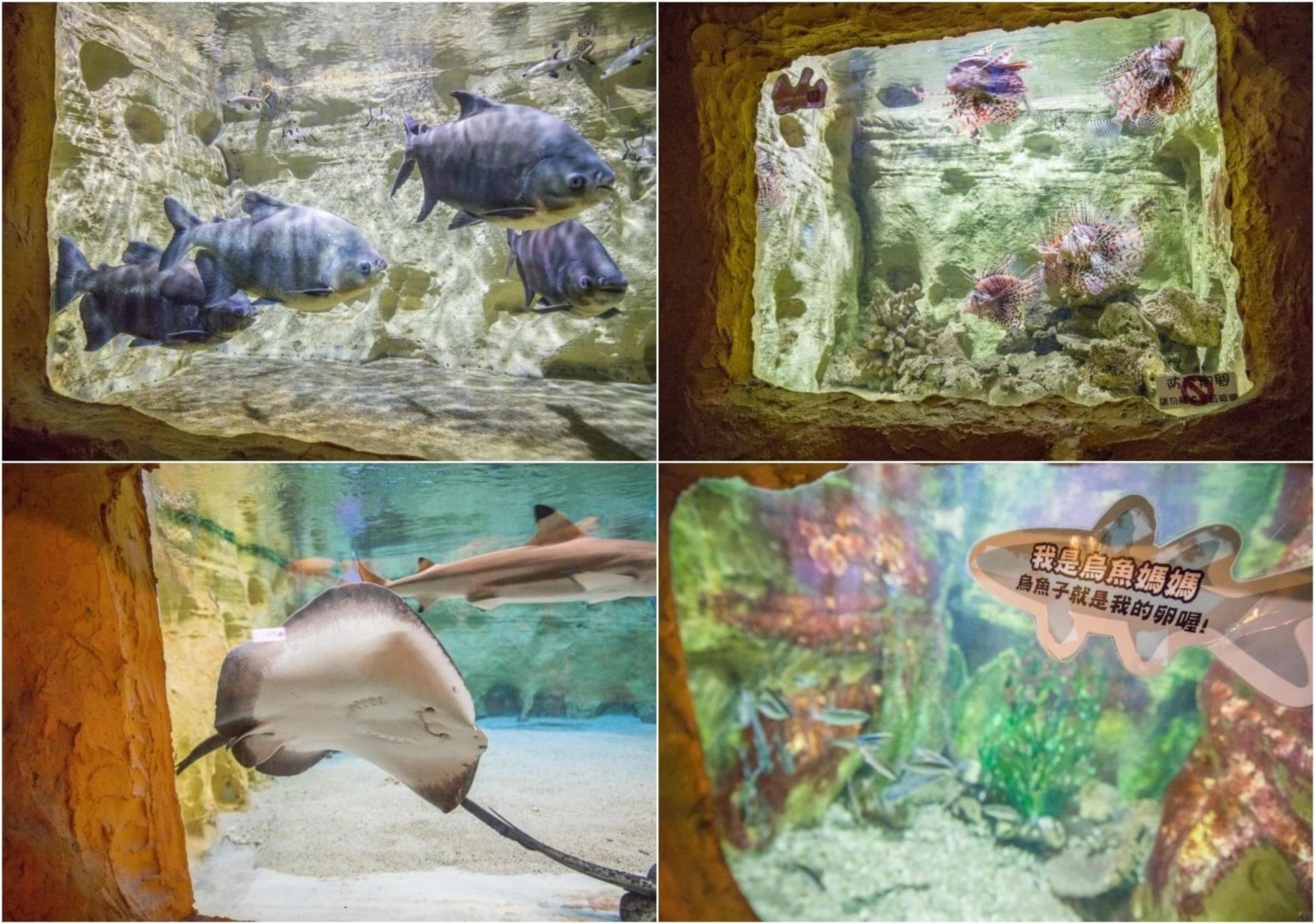 Yehliu Ocean World Ticket - Thumbnail 13