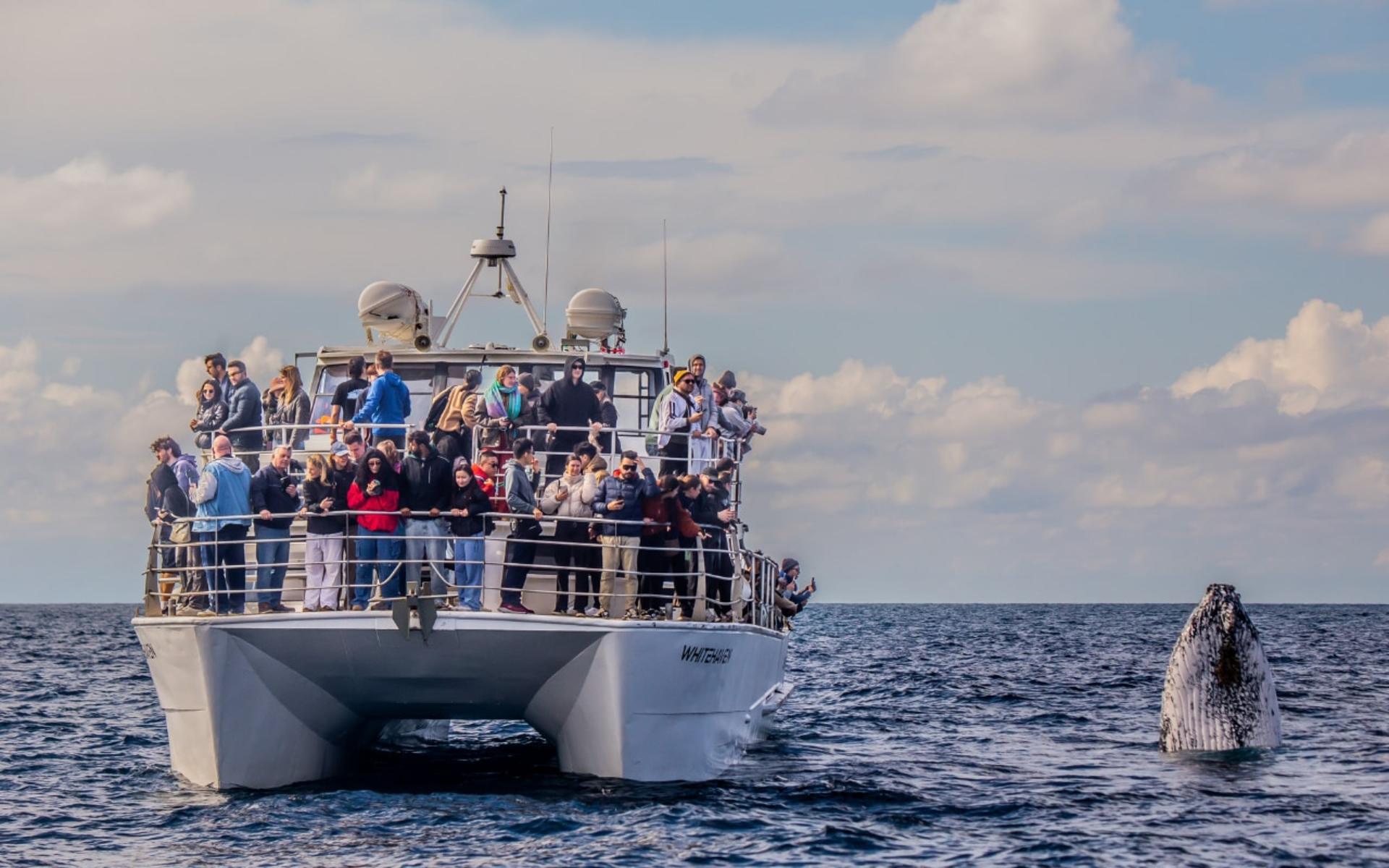 Sydney Whale Watching Adventure Cruise - Thumbnail 4