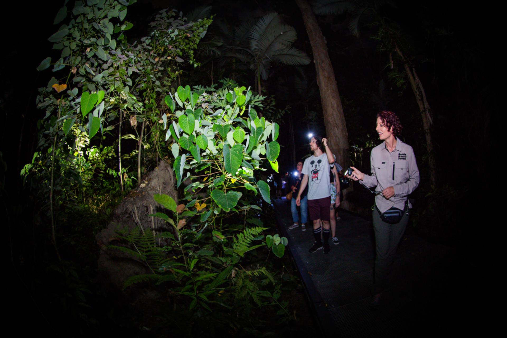 Night Walk Photography Tour at the Cairns Botanic Gardens  - Thumbnail 5