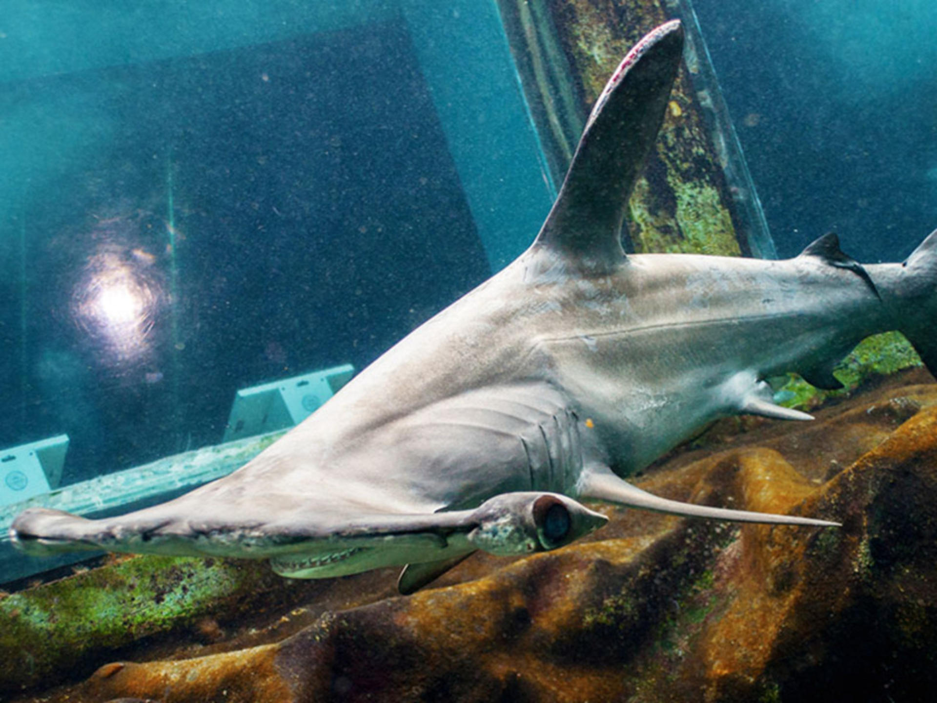 Sea Life Park Hawaii Ticket - Thumbnail 5
