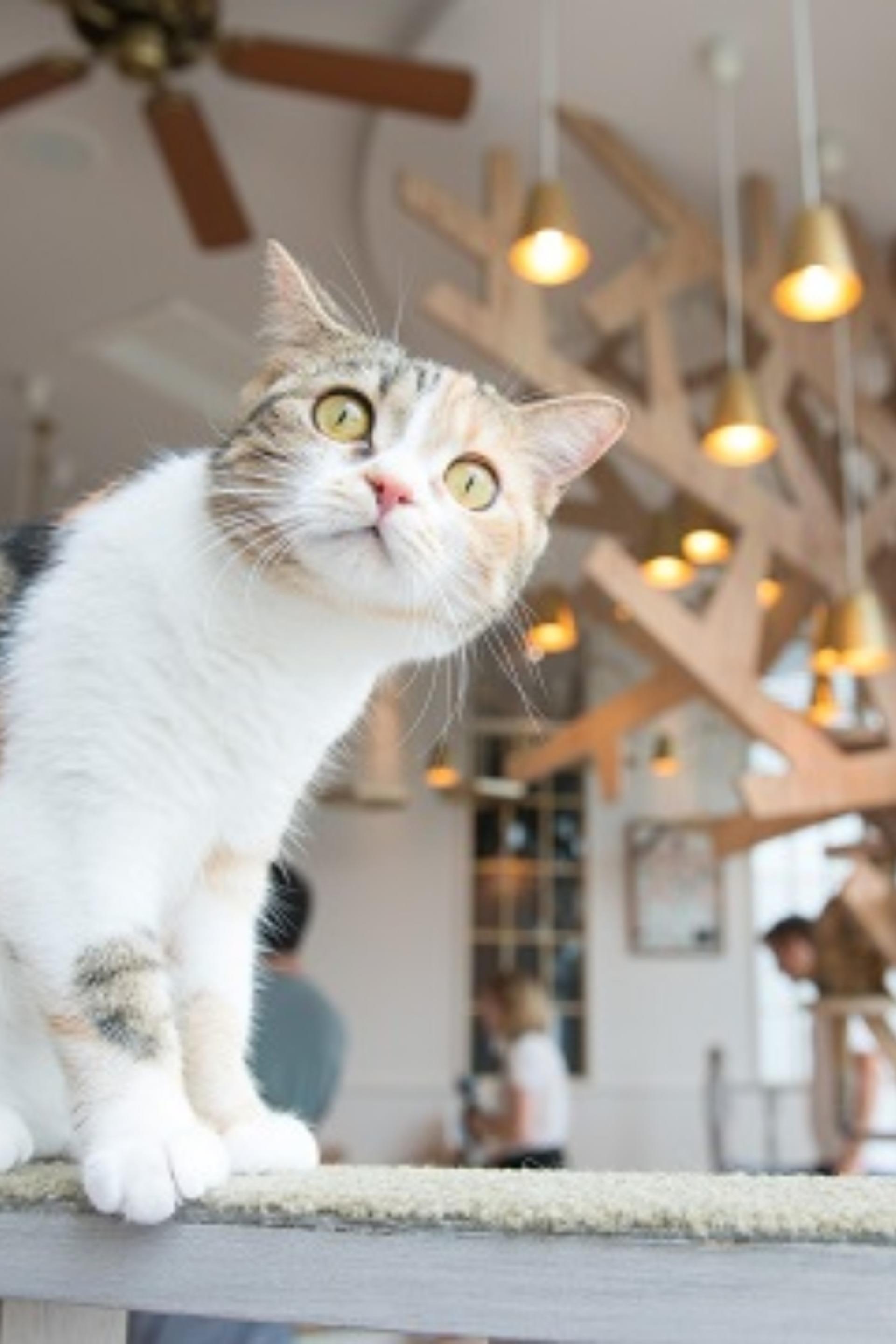 Cat Cafe MOCHA in Harajuku - Thumbnail 3