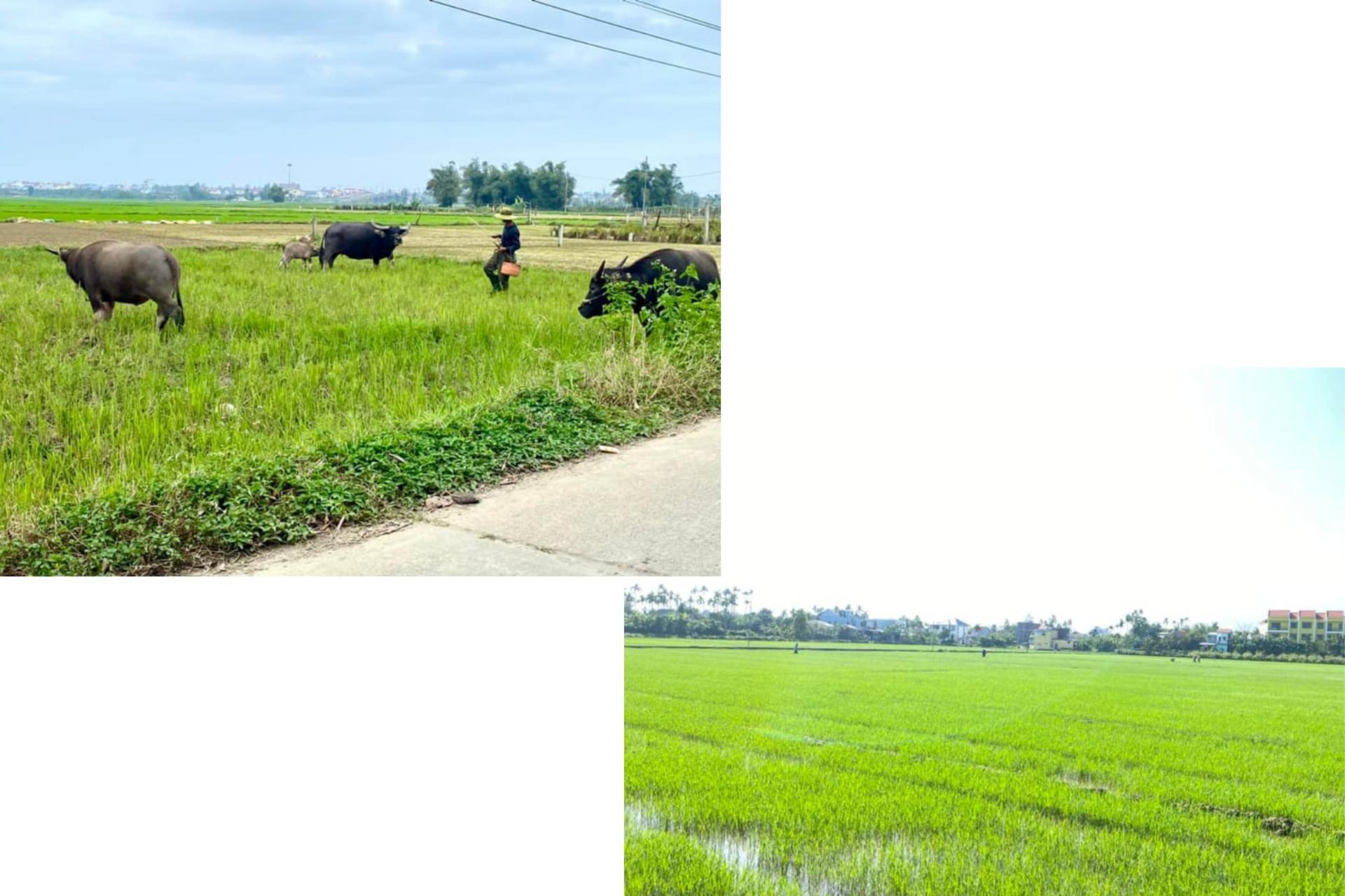 Da Nang Rural Villages Full-Day Bike Tour - Thumbnail 5