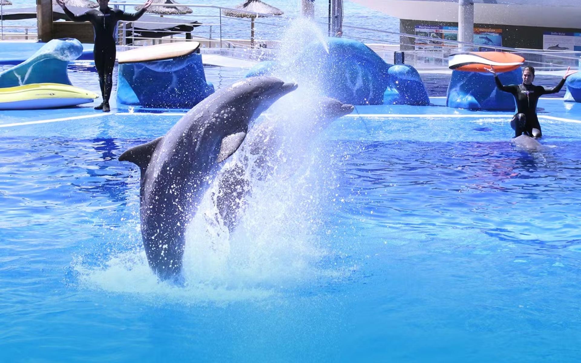 Marineland Mallorca ticket - Thumbnail 6