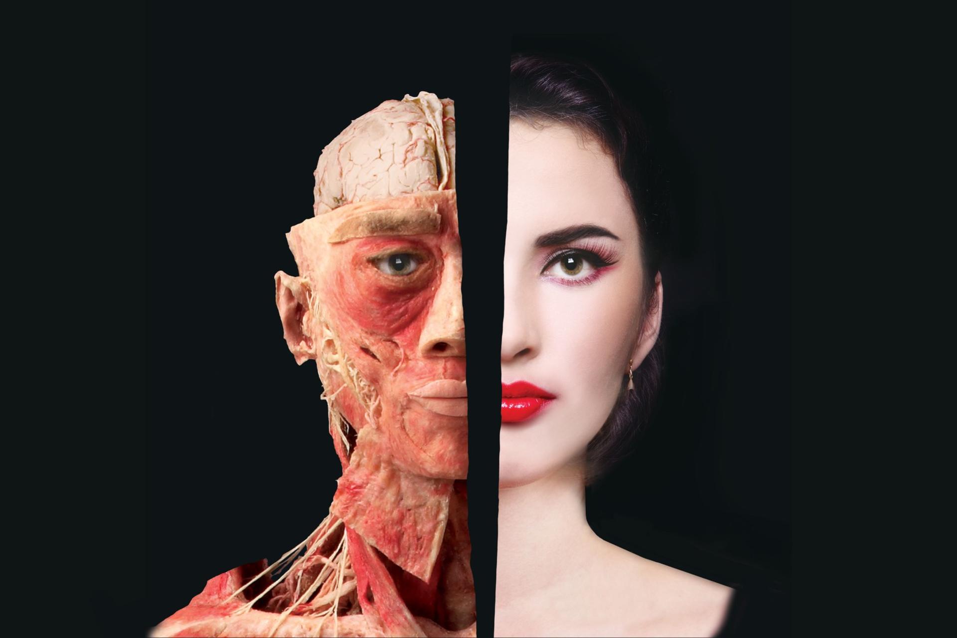 The Bodies Exhibition Ticket in Las Vegas - Image 1