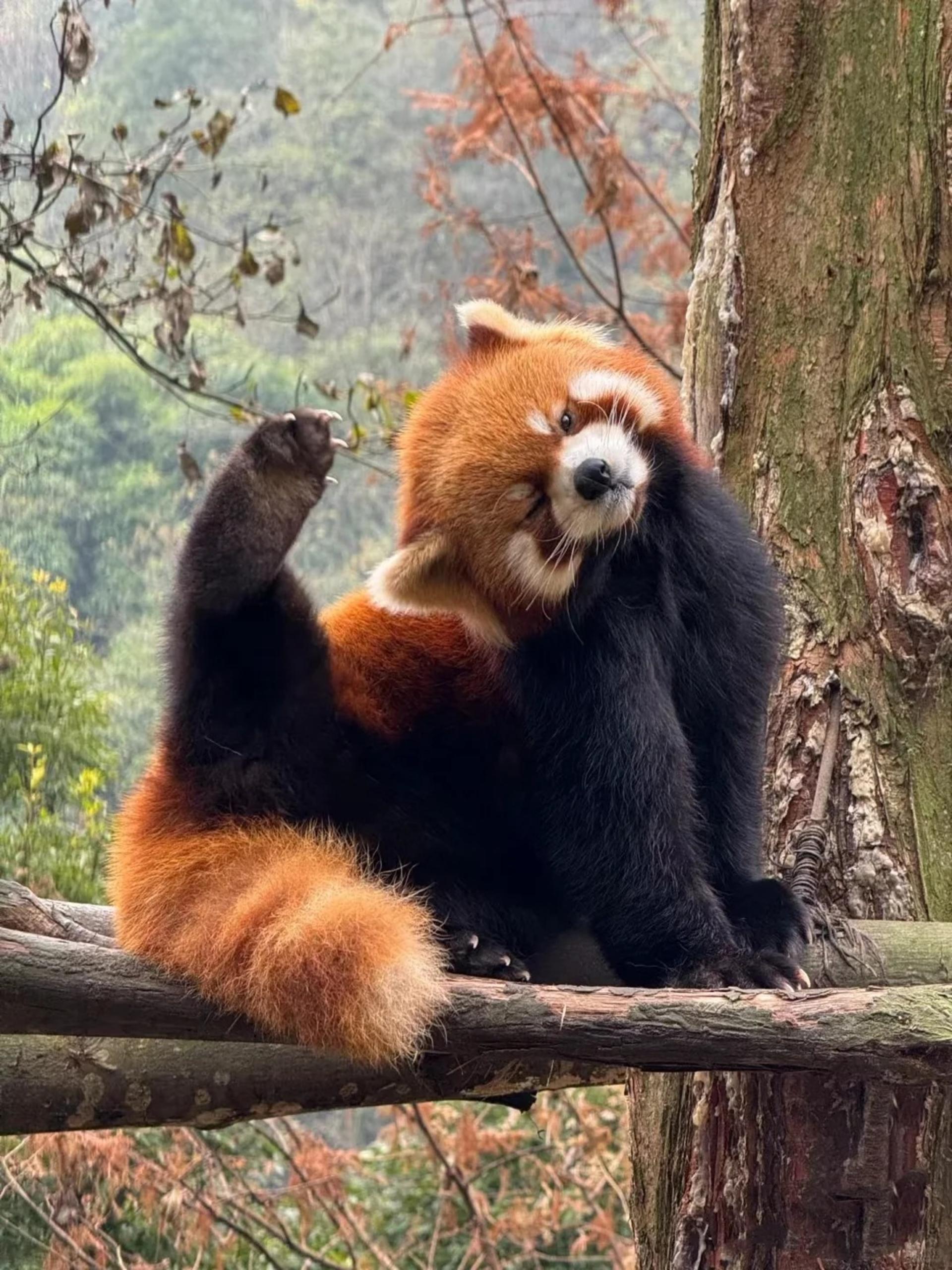 Chengdu Dujiangyan & Panda Valley Day Experience - Thumbnail 2